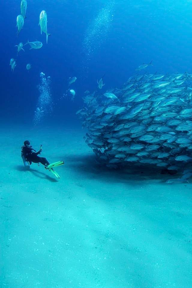 A scuba diver photographing a large school of fish underwater, surrounded by clear blue water.