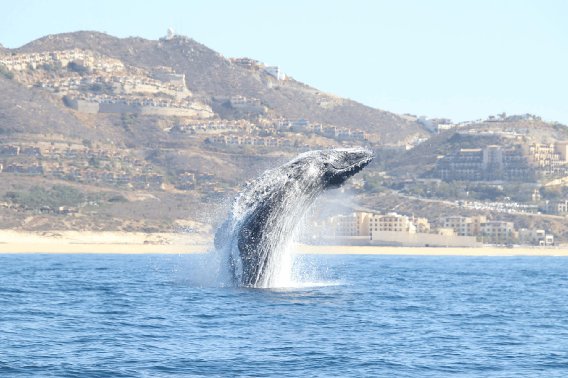 A humpback whale breaches majestically in the ocean off the coast of Cabo San Lucas.