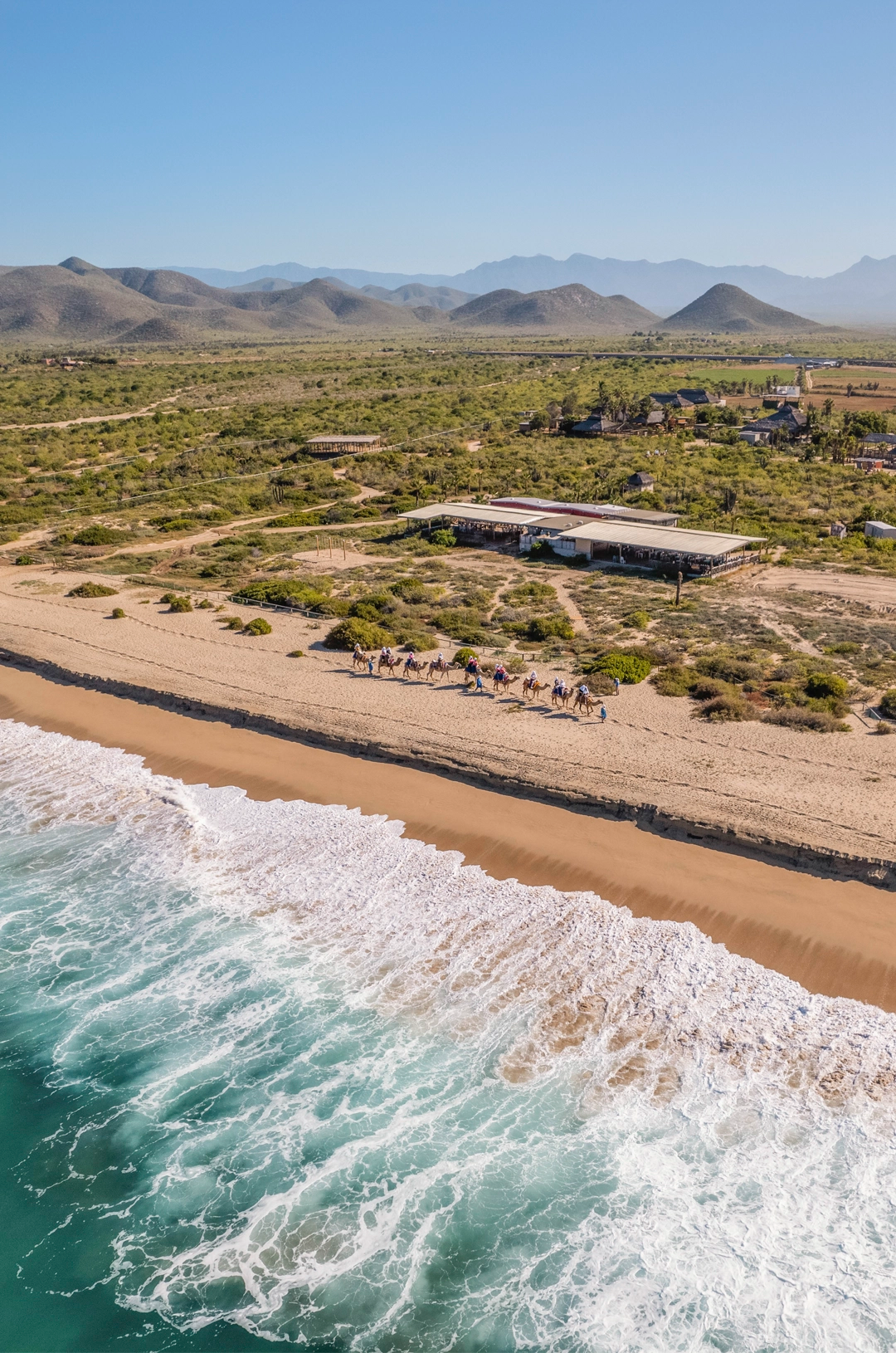 Aerial view of a camel caravan walking along the beach next to the ocean