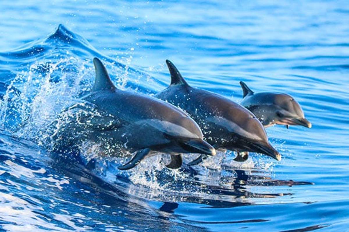 Three dolphins leaping out of the water in unison, displaying their agility and playful nature.