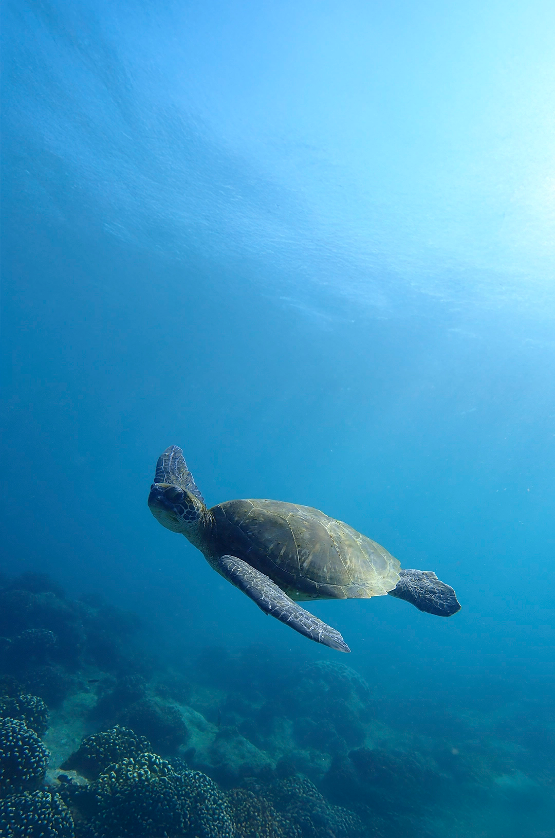 Sea turtle swimming gracefully over a coral reef in clear blue ocean waters.