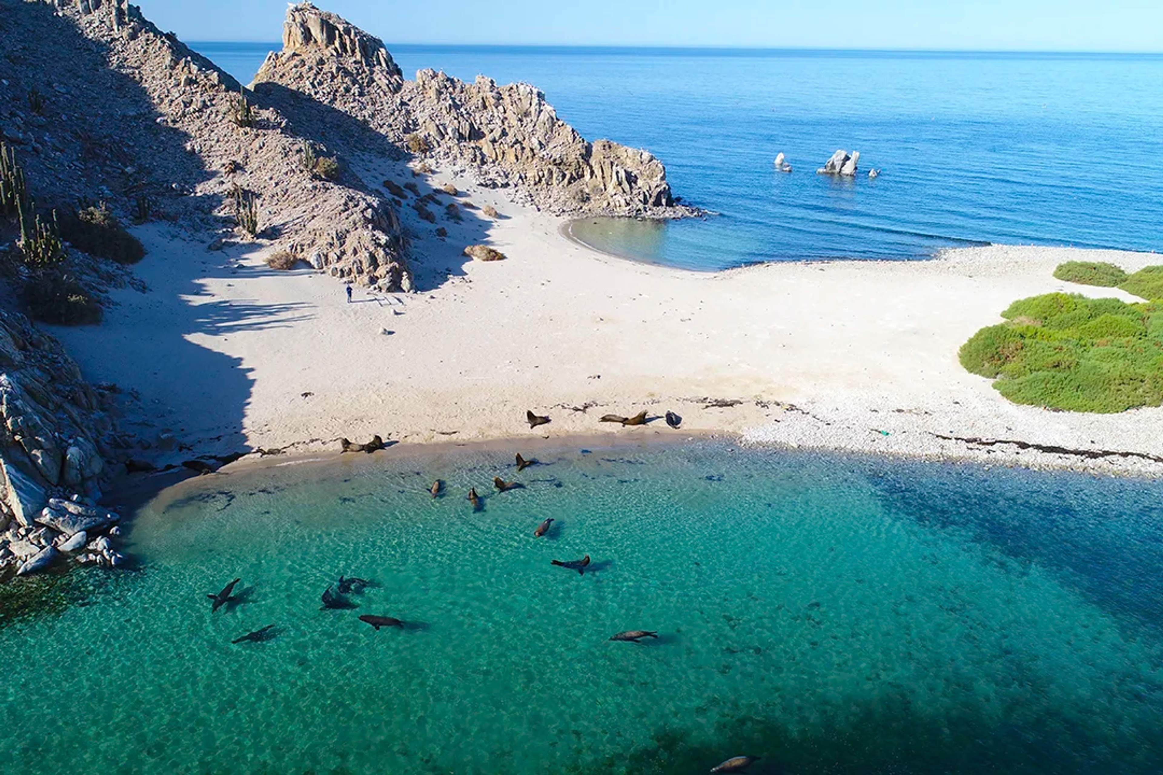 A serene beach cove with sea lions resting on the sand and swimming in clear turquoise water, surrounded by rocky cliffs.