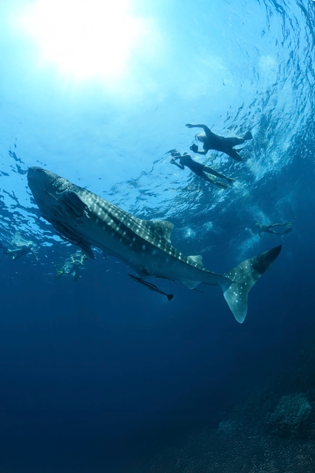 Snorkelers swimming alongside a large whale shark in clear blue ocean waters.