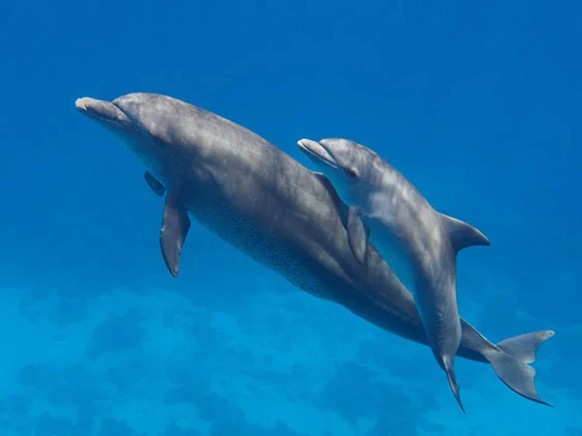 A mother dolphin swimming underwater with her calf closely following, showcasing their strong maternal bond.