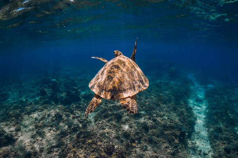 Woman Snorkeling Underwater In Clear Blue Waters, Enjoying The Marine Life And Serene Surroundings