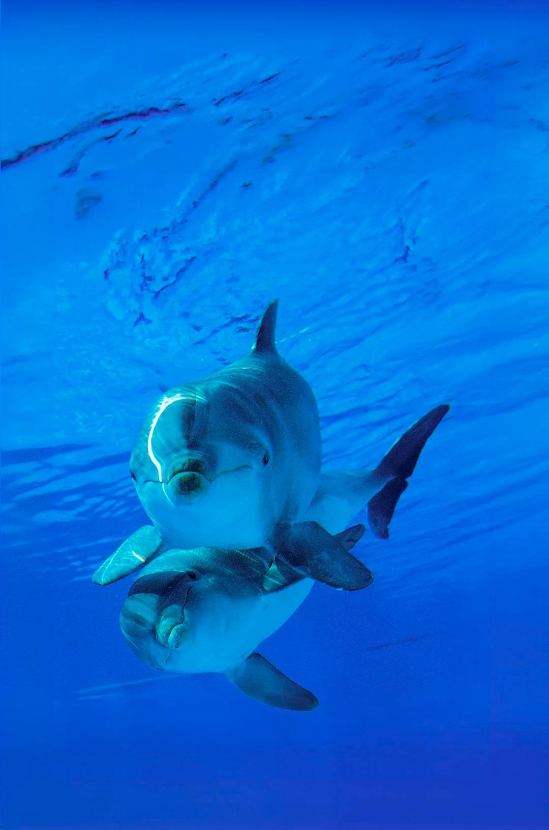 Two dolphins swimming together underwater in Cabo San Lucas.