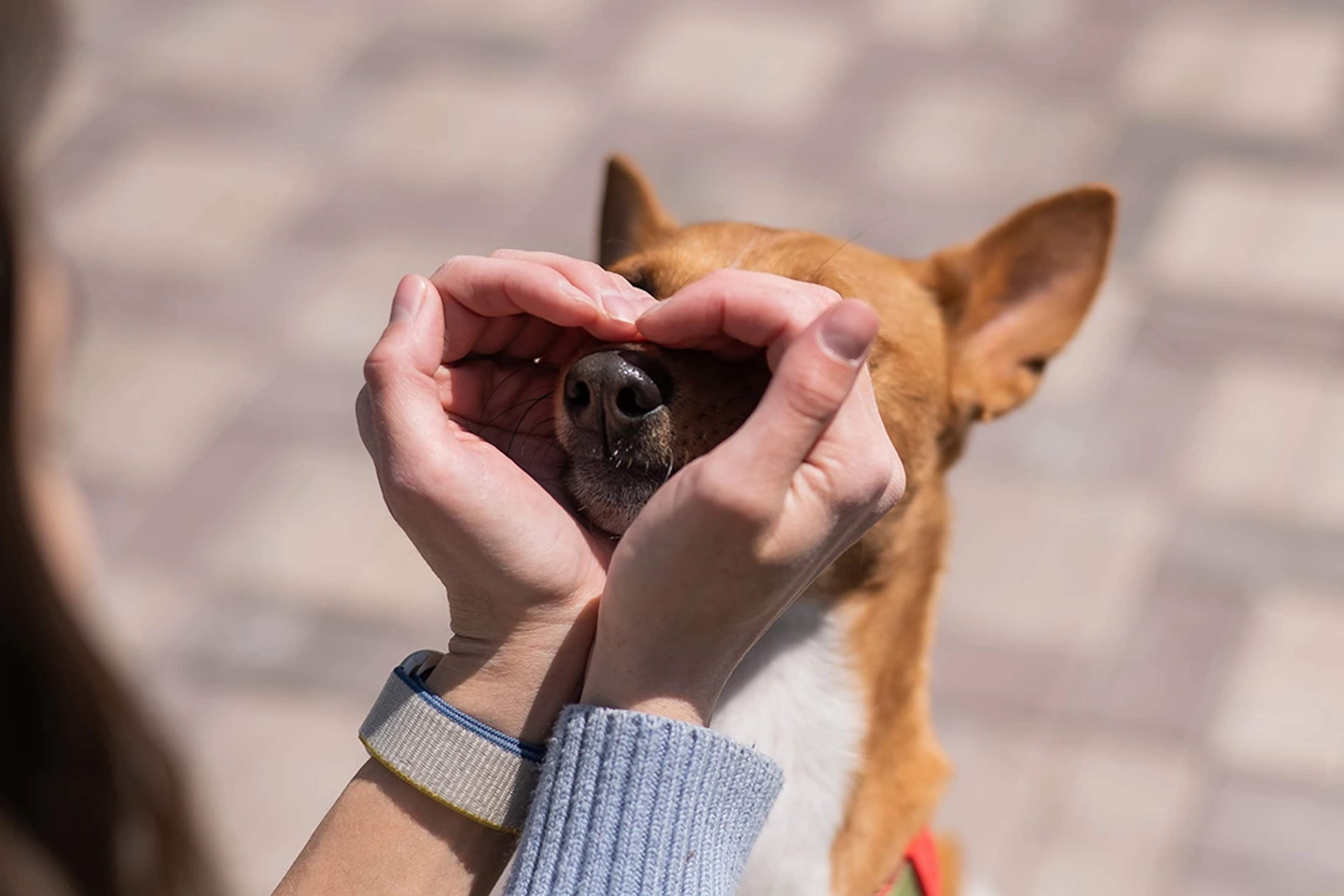 A person forms a heart with their hands around a dog's nose, showing affection.