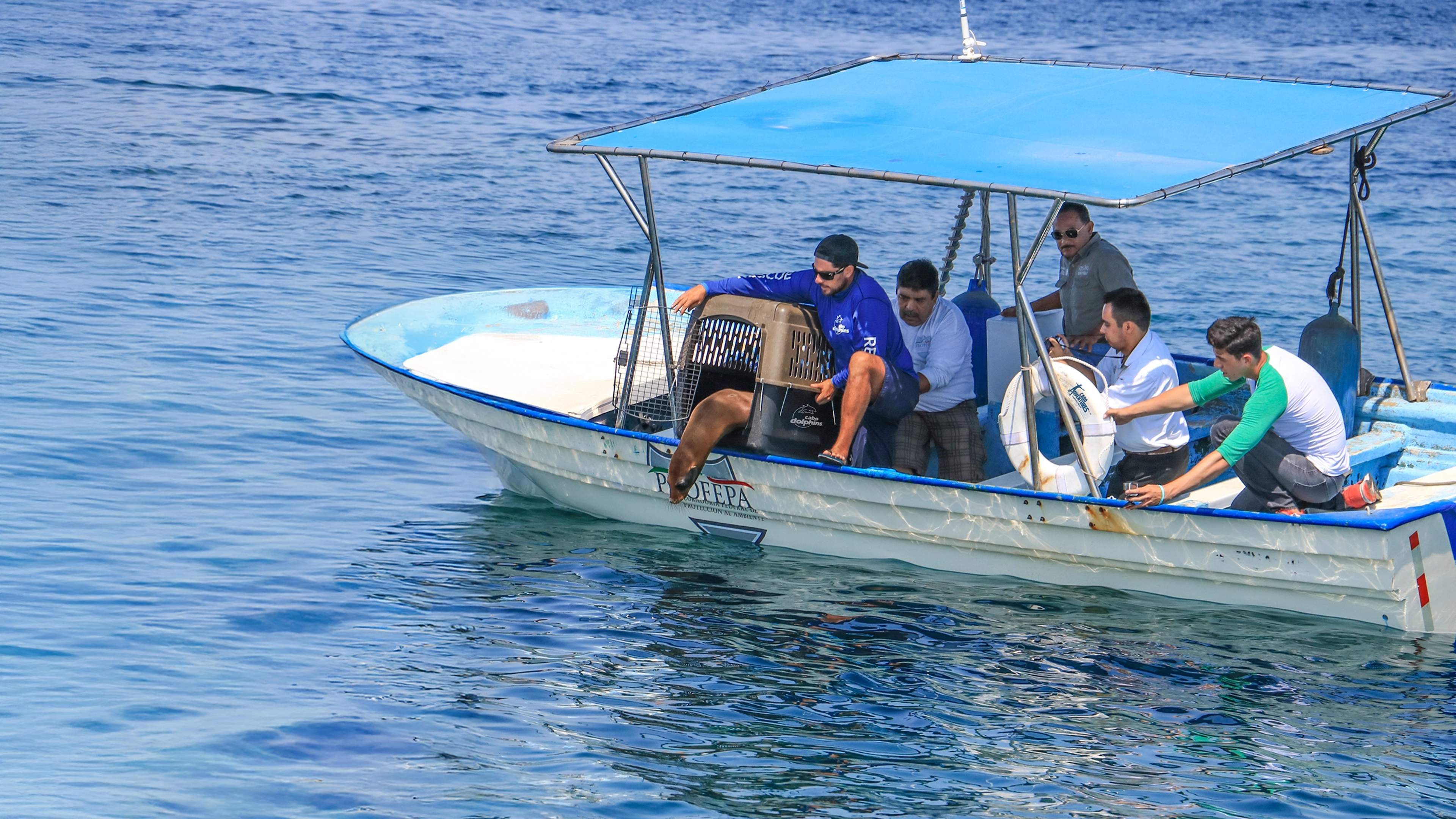 Rescue team releases a sea lion back into the ocean from a boat, ensuring a safe return to its habitat.