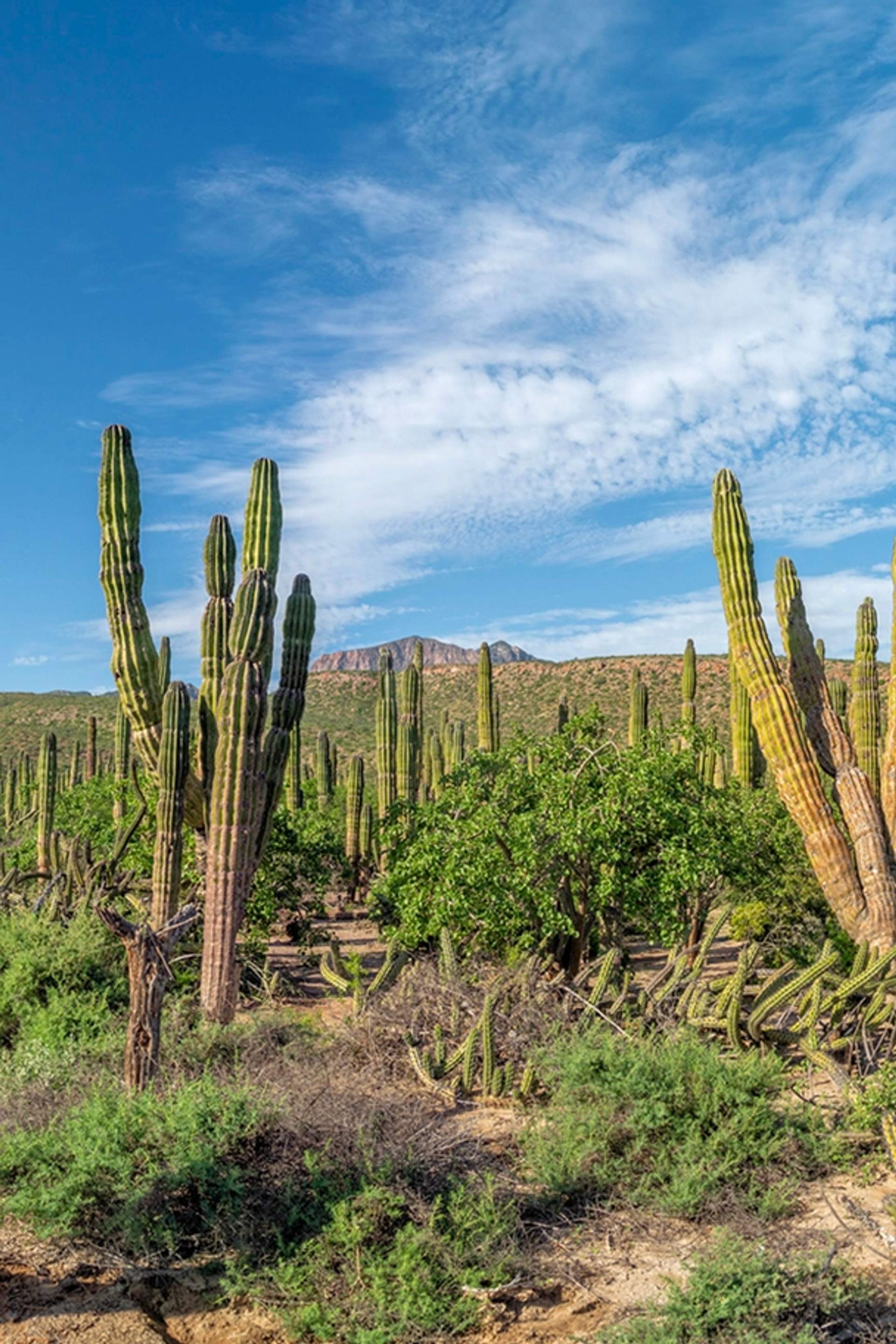 Enjoy some of the Best Baja Desert Tours.