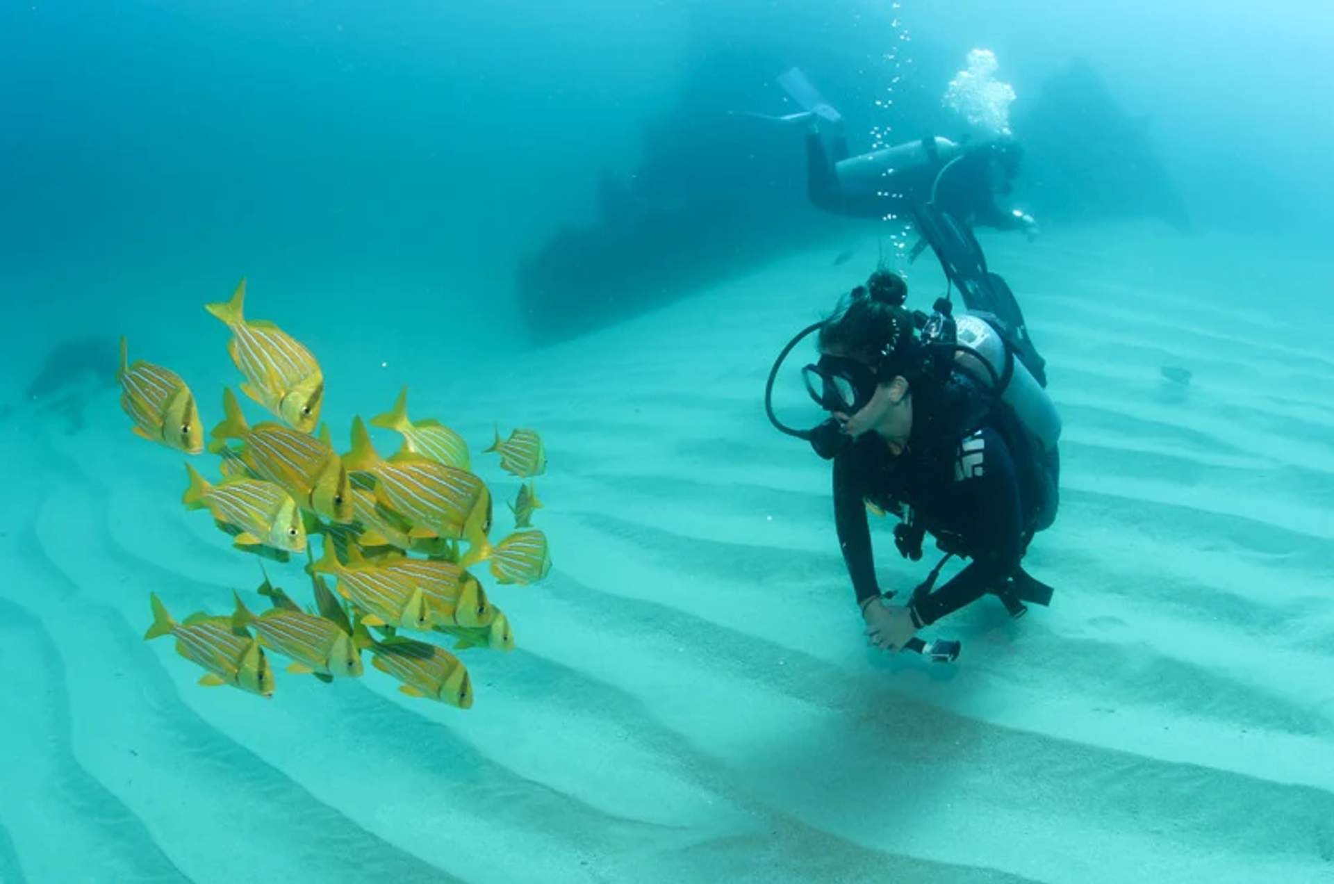 Cabo colour fish diving 