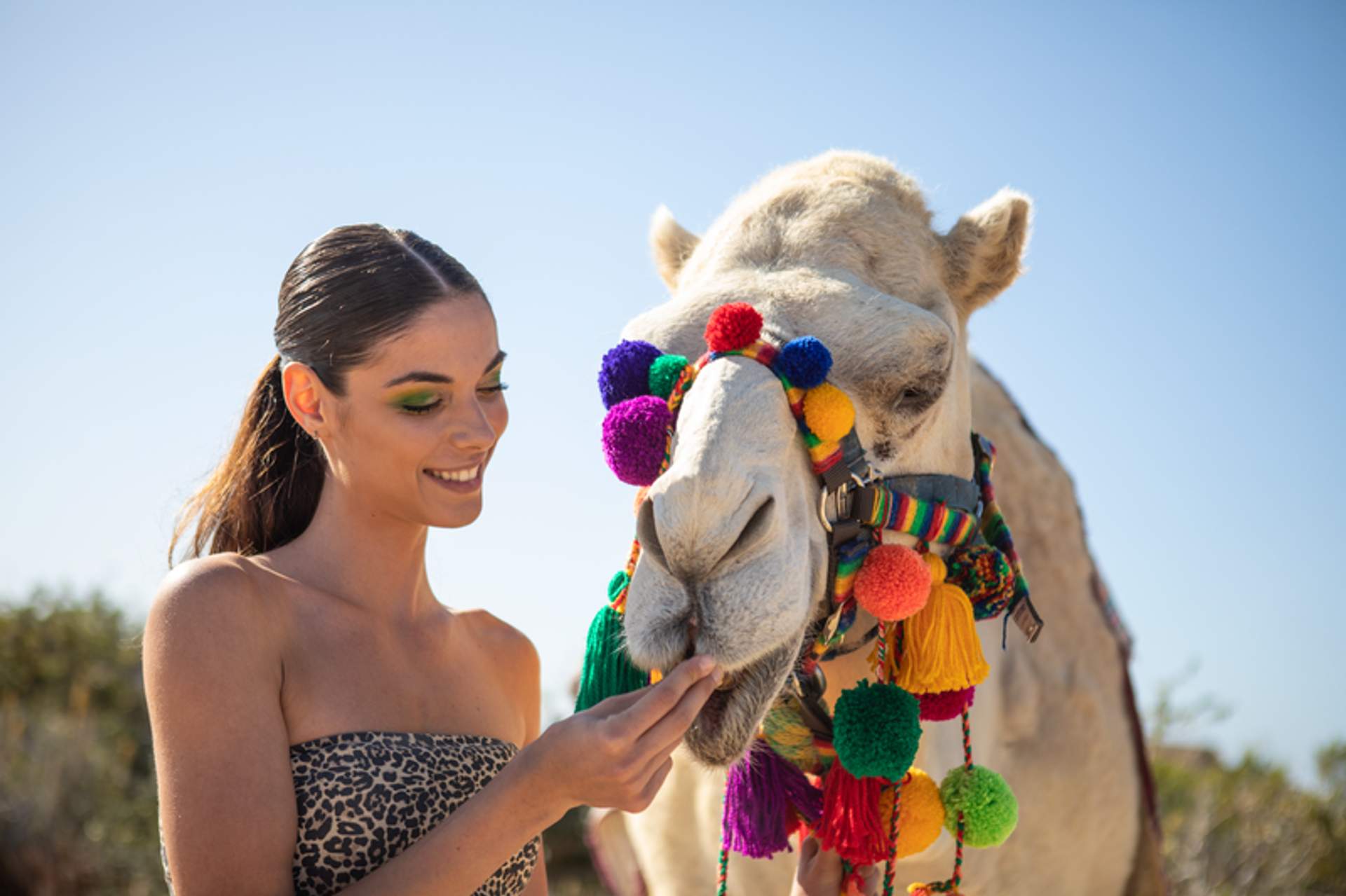 A young woman with a leopard-print top is feeding a camel decorated with vibrant pom-poms and colorful tassels on its harness. The woman is smiling and looking at the camel, creating a cheerful and engaging scene against a clear blue sky.