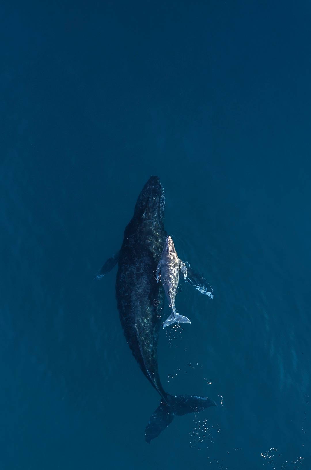Aerial view of a humpback whale swimming with its calf in deep blue water, showcasing a beautiful mother-and-calf bond.