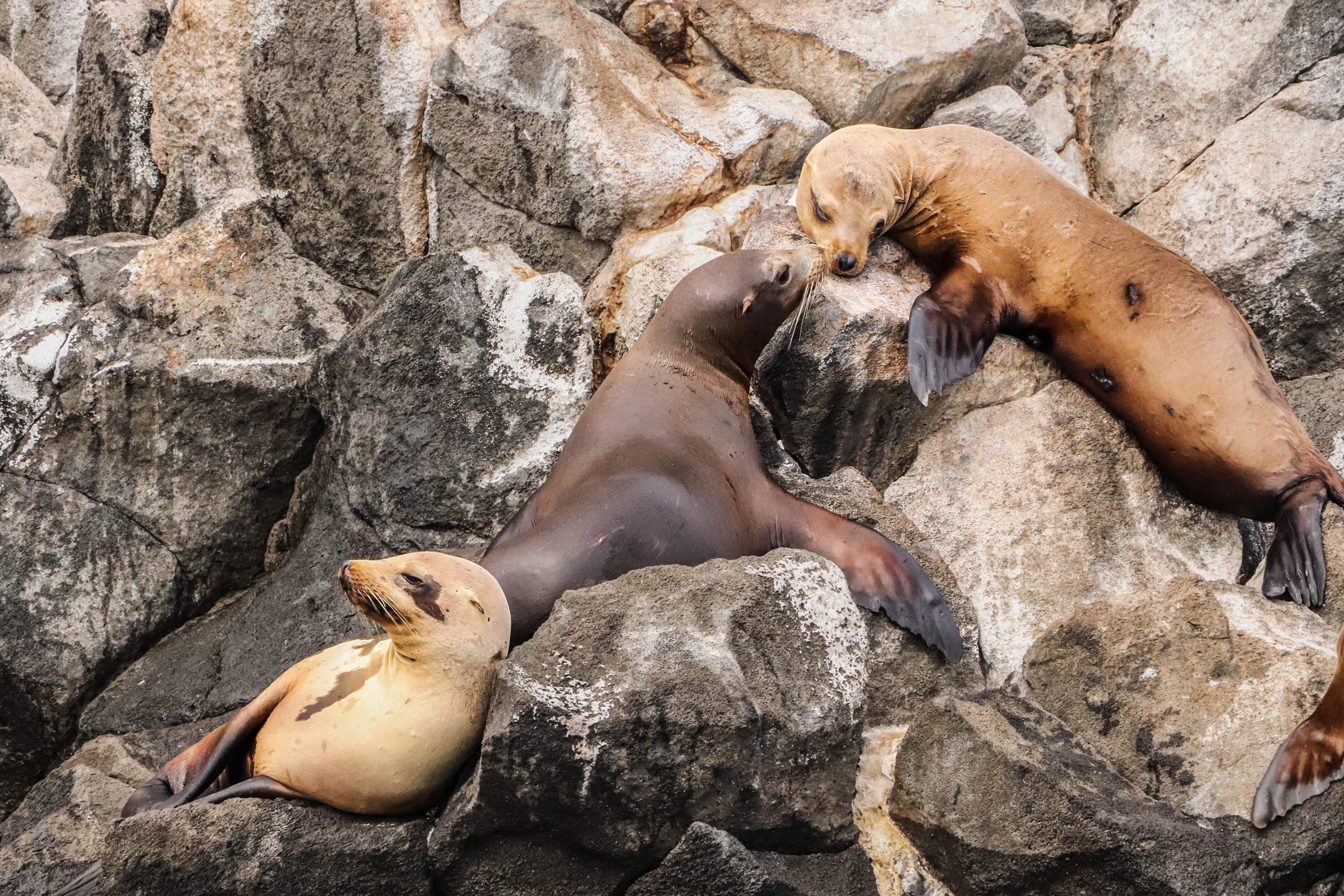 Three sea lions rest on the rocks, enjoying the calm in their natural environment.
