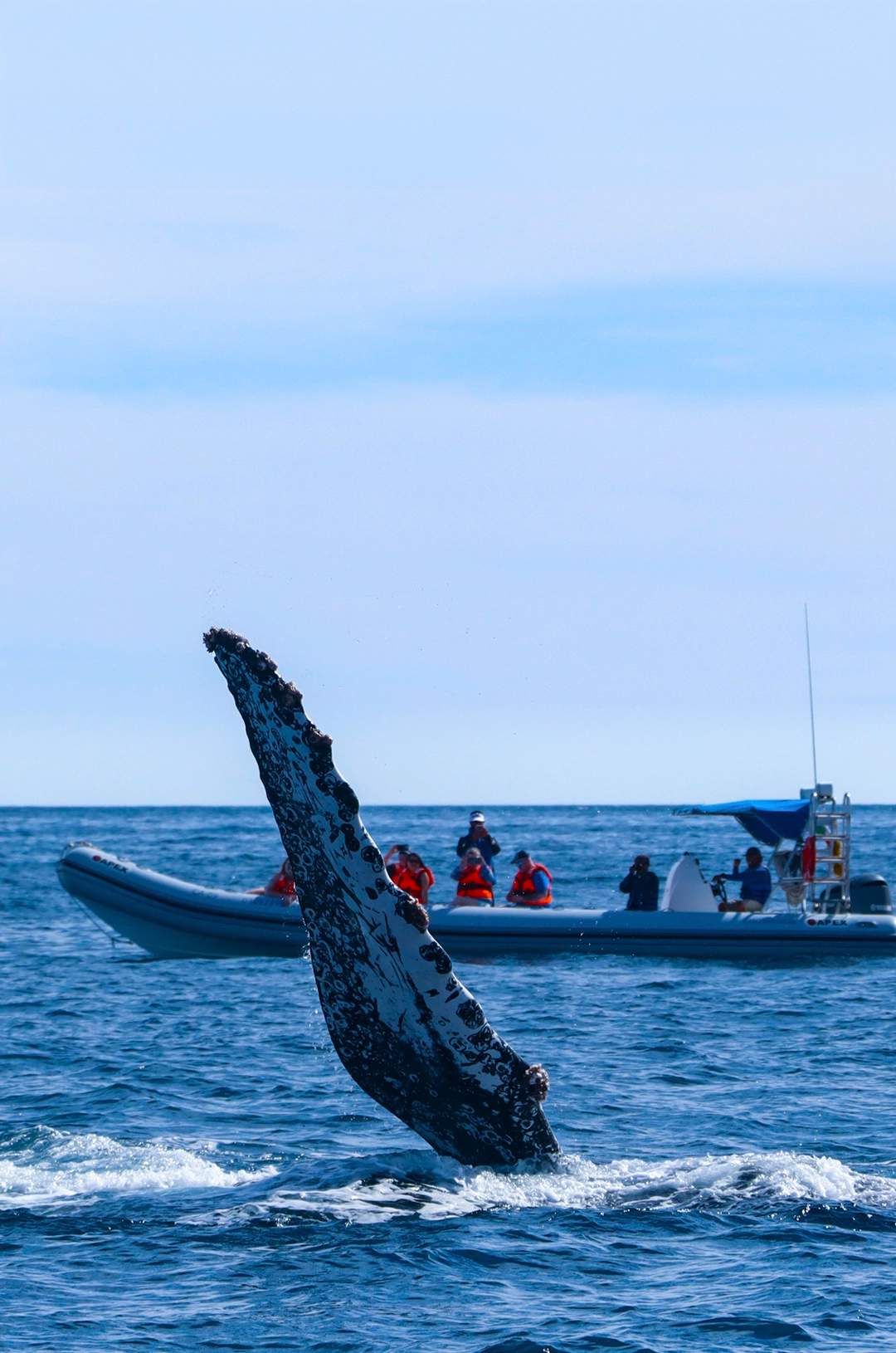 Whale watching tour in Cabo with a whale's fin emerging near a boat.