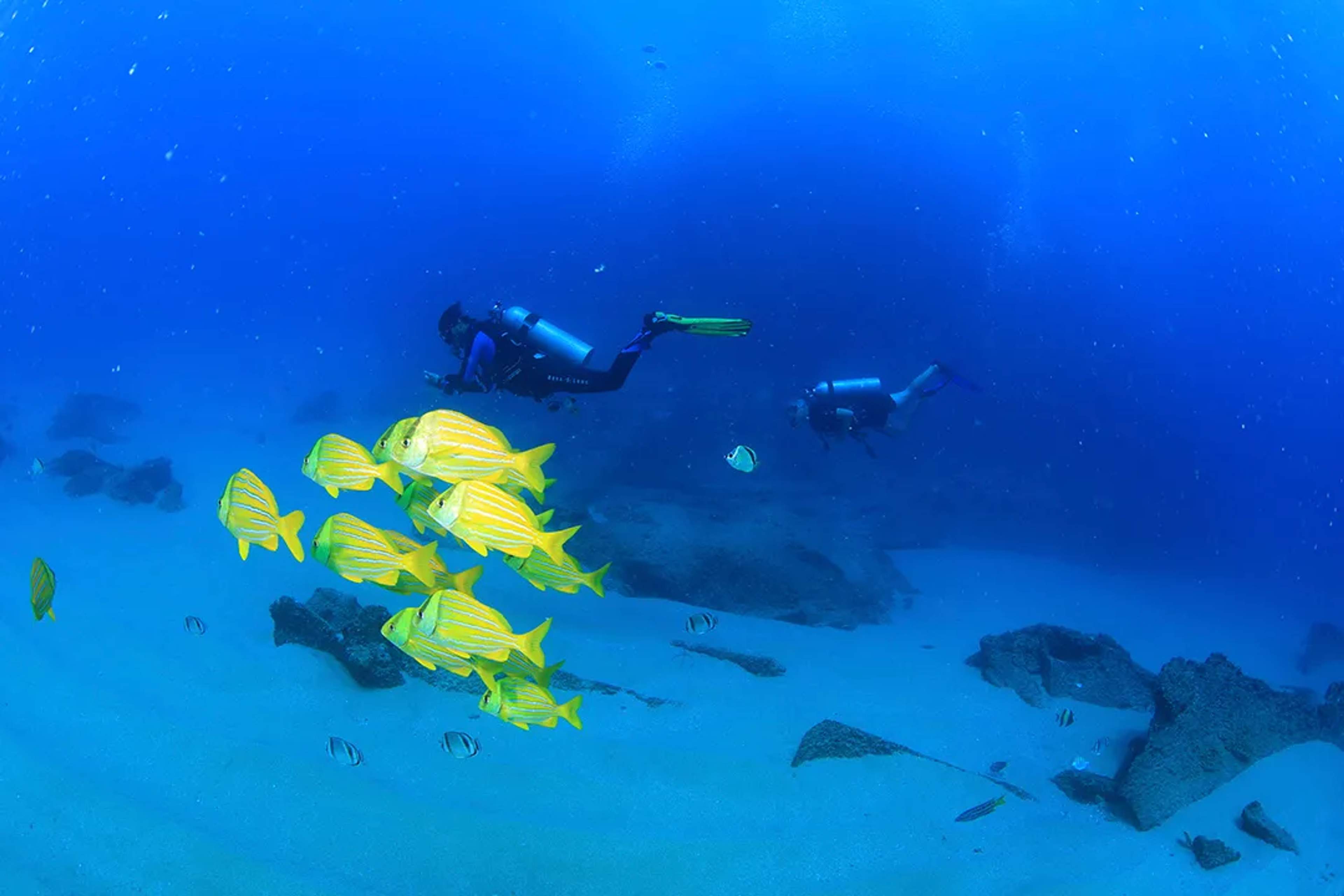 Yellow fish swim near divers in a deep blue ocean.