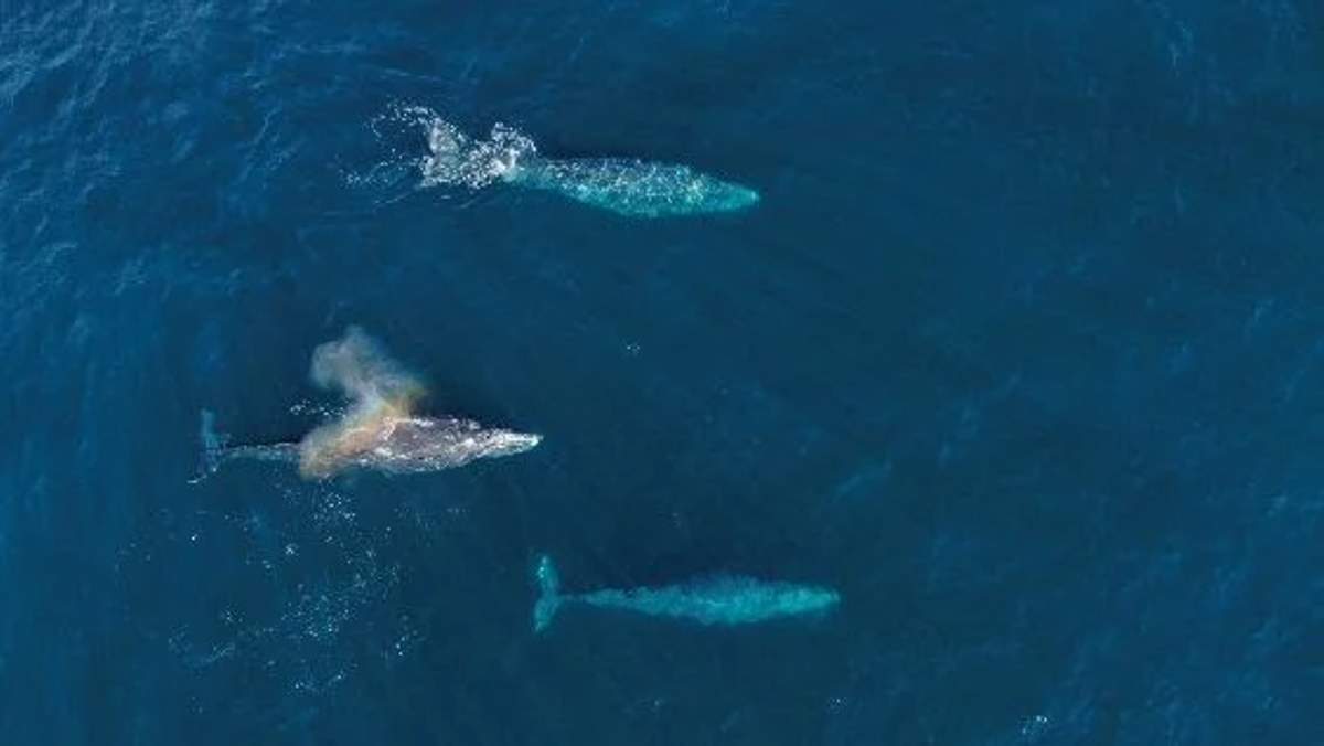 Aerial view of three whales swimming in the deep blue ocean, showcasing their size and grace.