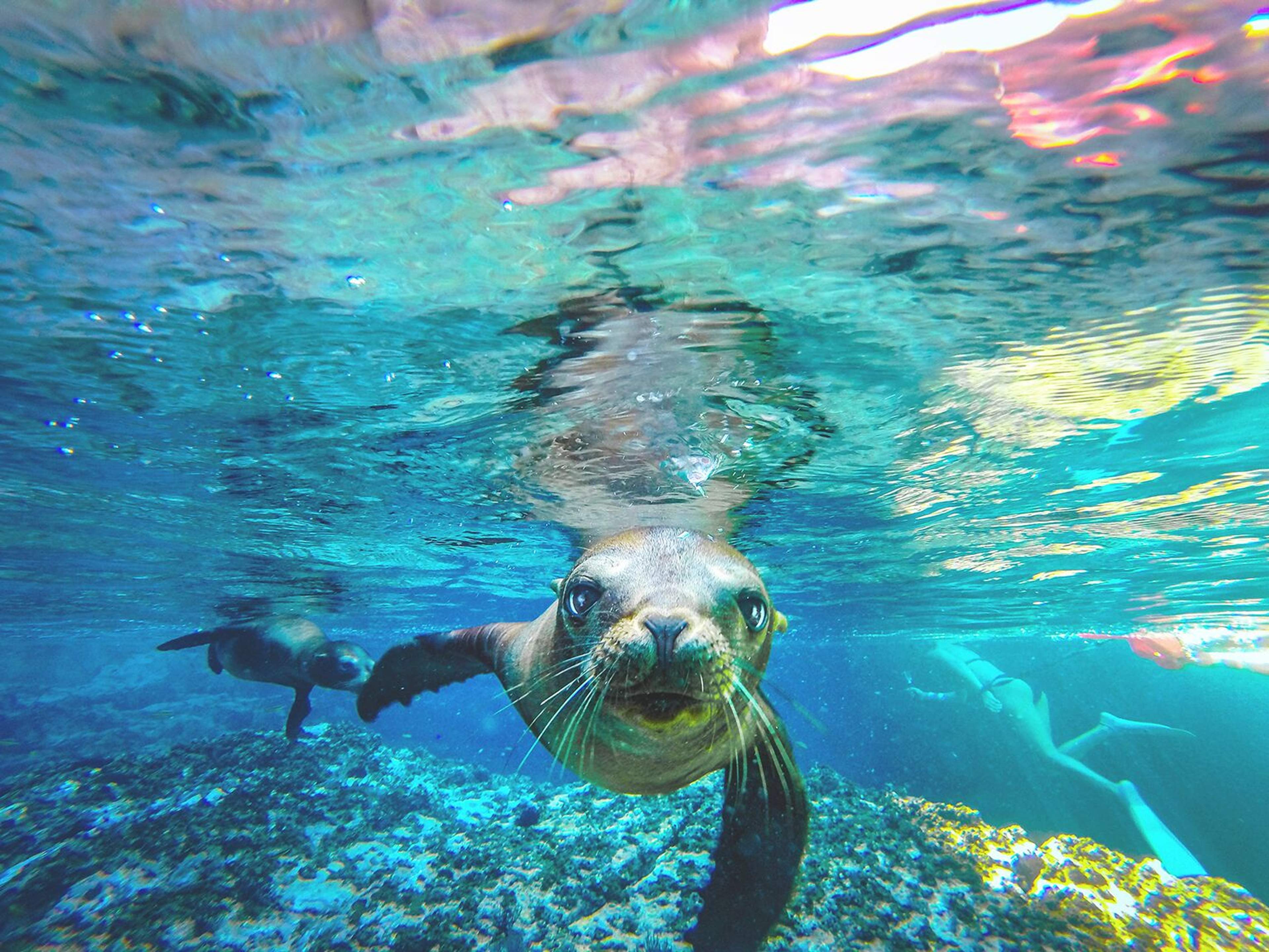Sea lion swimming near the water surface, curiously looking towards the camera. Another sea lion is in the background along with a diver. The seabed is covered with rocks and algae.