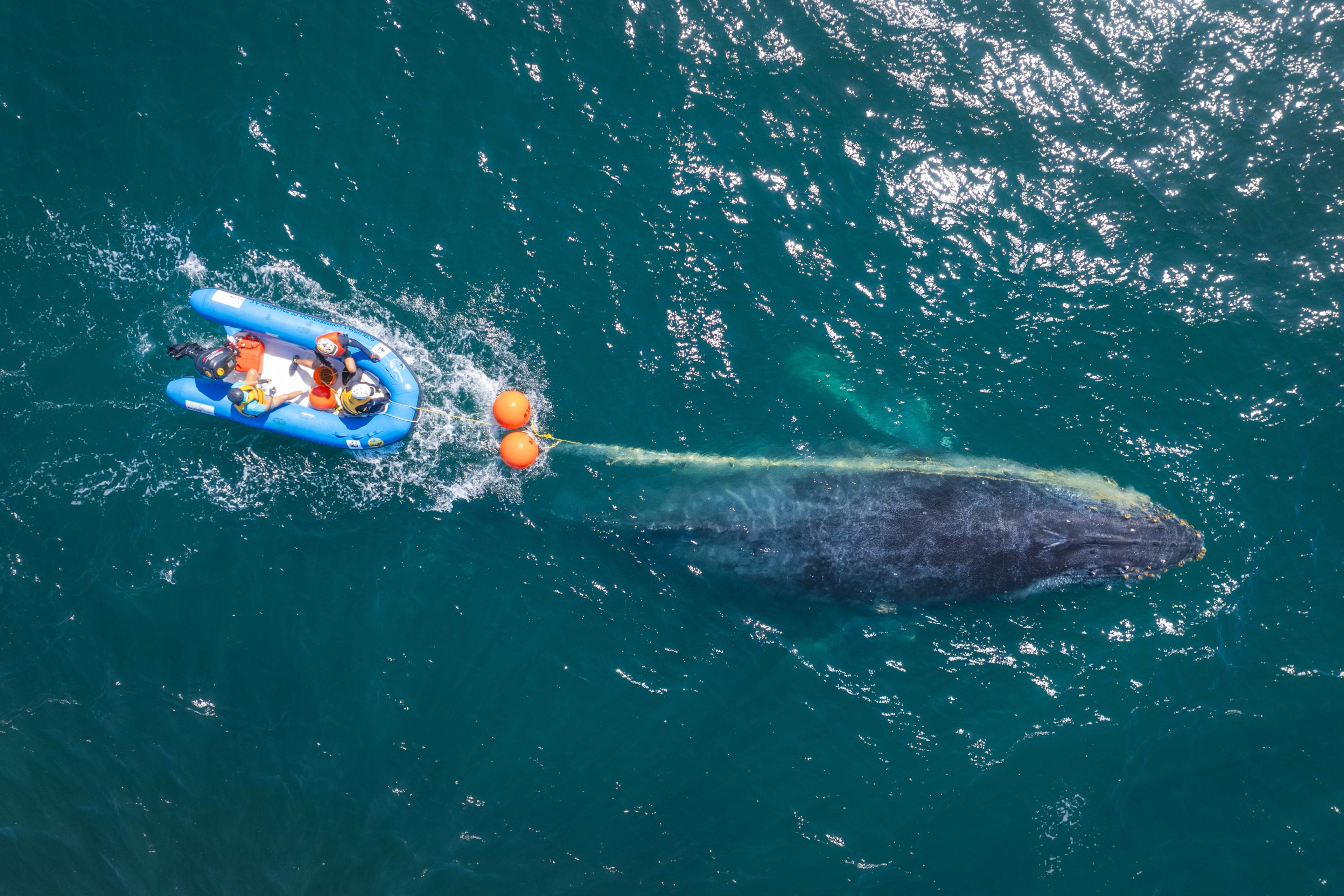 Rescuers in a boat help free a trapped whale, surrounded by blue ocean water.