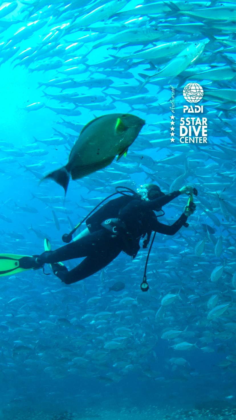 Explore diving tours possibilities in Los Cabos, encountering diverse marine life in crystal-clear waters