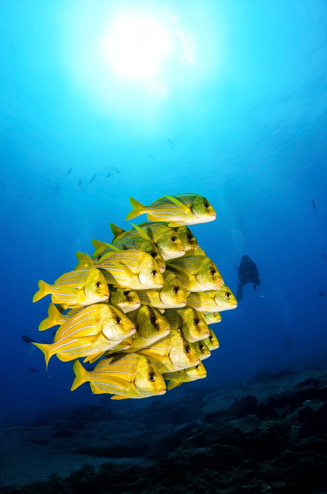 Diver watching a school of yellow fish in the vibrant waters of Cabo Pulmo.