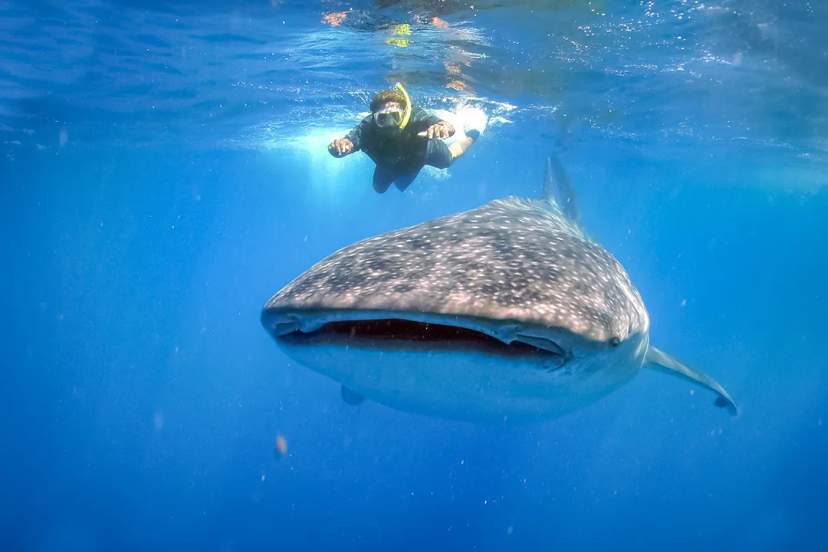 Snorkeler Swimming With A Massive Whale Shark In The Clear Blue Waters Of Cabo