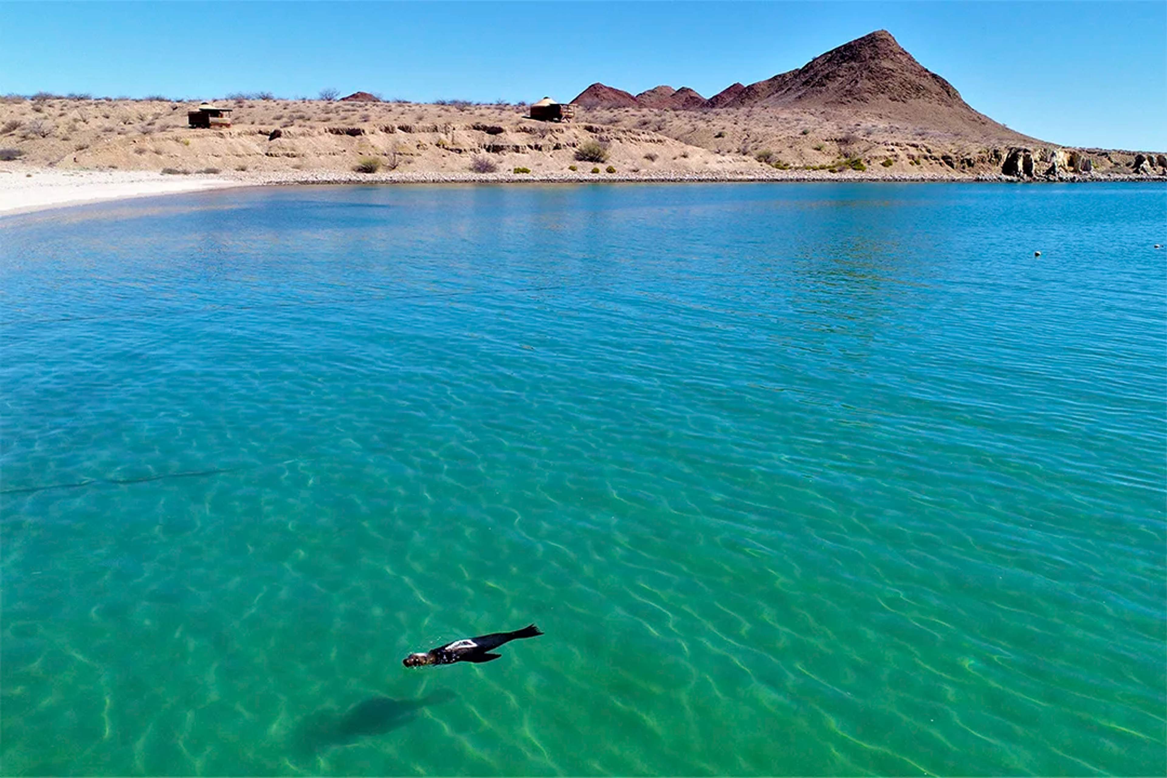 A lone sea lion swims in calm, greenish-blue waters near a sandy shore with arid hills in the background under a clear sky.