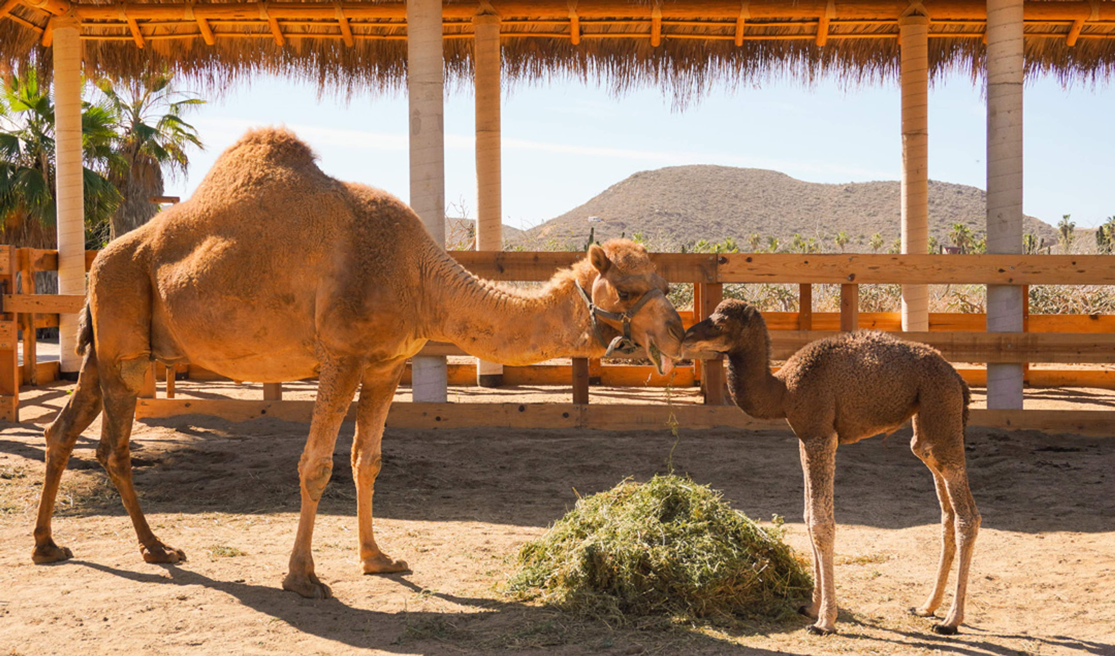 An adult camel and a young camel nuzzle each other near a pile of hay in a shaded enclosure. The background features a wooden structure, palm trees, and a distant mountain.