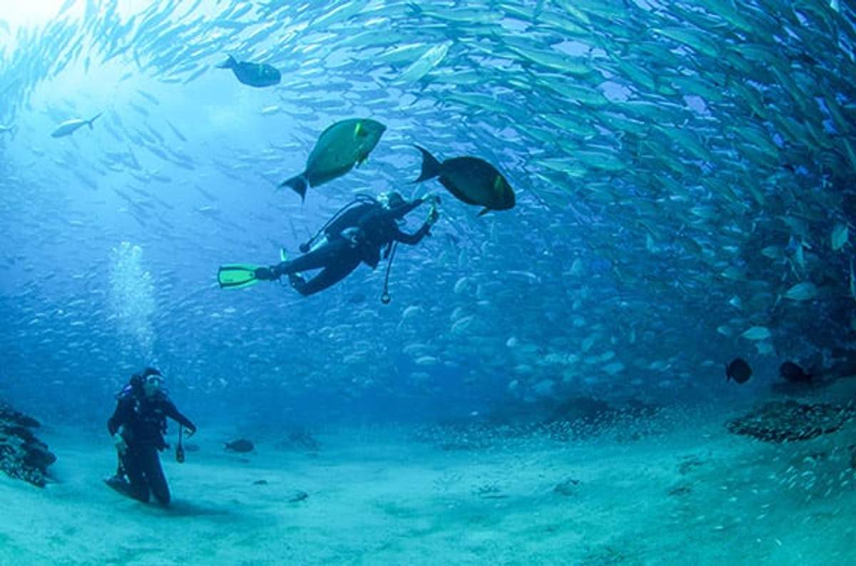 Scuba divers swimming among a school of fish in Cabo Pulmo's clear waters, showcasing the area's rich marine life.