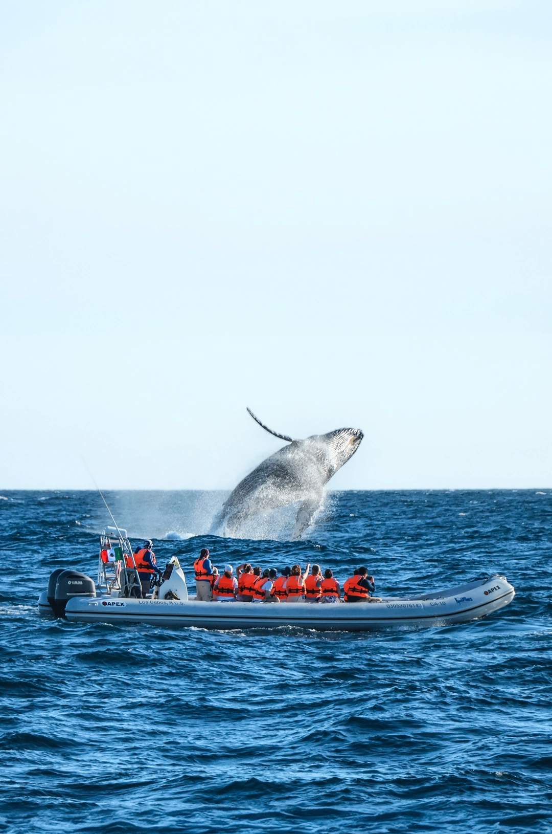 Whale watching tour in Cabo, with a breaching whale close to the boat.