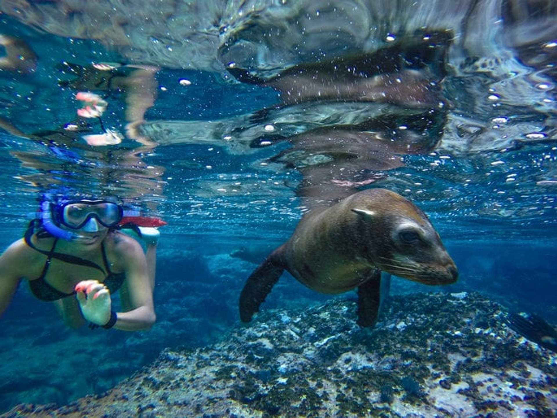 A snorkeler swimming underwater alongside a playful sea lion. The snorkeler, wearing a mask and snorkel, observes the sea lion as it glides gracefully over a rocky seabed. The clear, shimmering water reveals the marine life and vibrant underwater landscape below.
