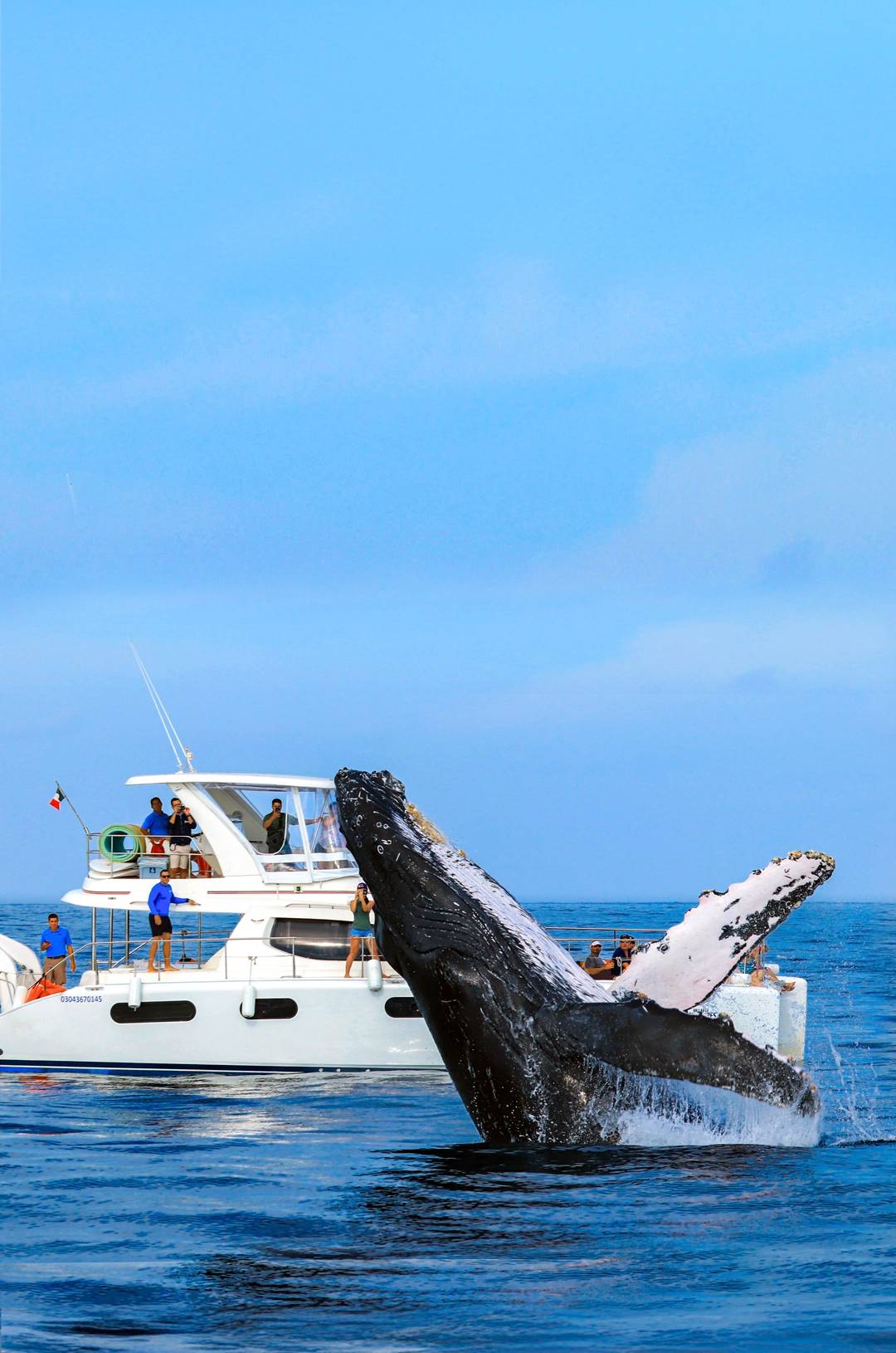 A whale breaches near a boat filled with tourists who are watching and taking photos.