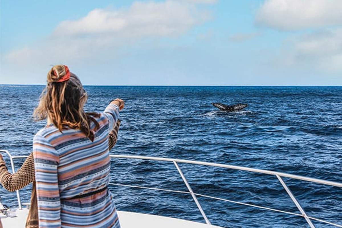 Two women on a boat point at a whale tail emerging from the ocean, enjoying a whale watching tour in Cabo San Lucas.