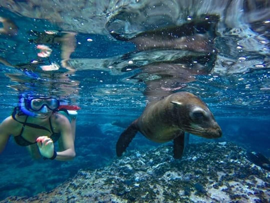 A young woman swims alongside a playful sea lion in the clear waters of the Sea of Cortez, Cabo.