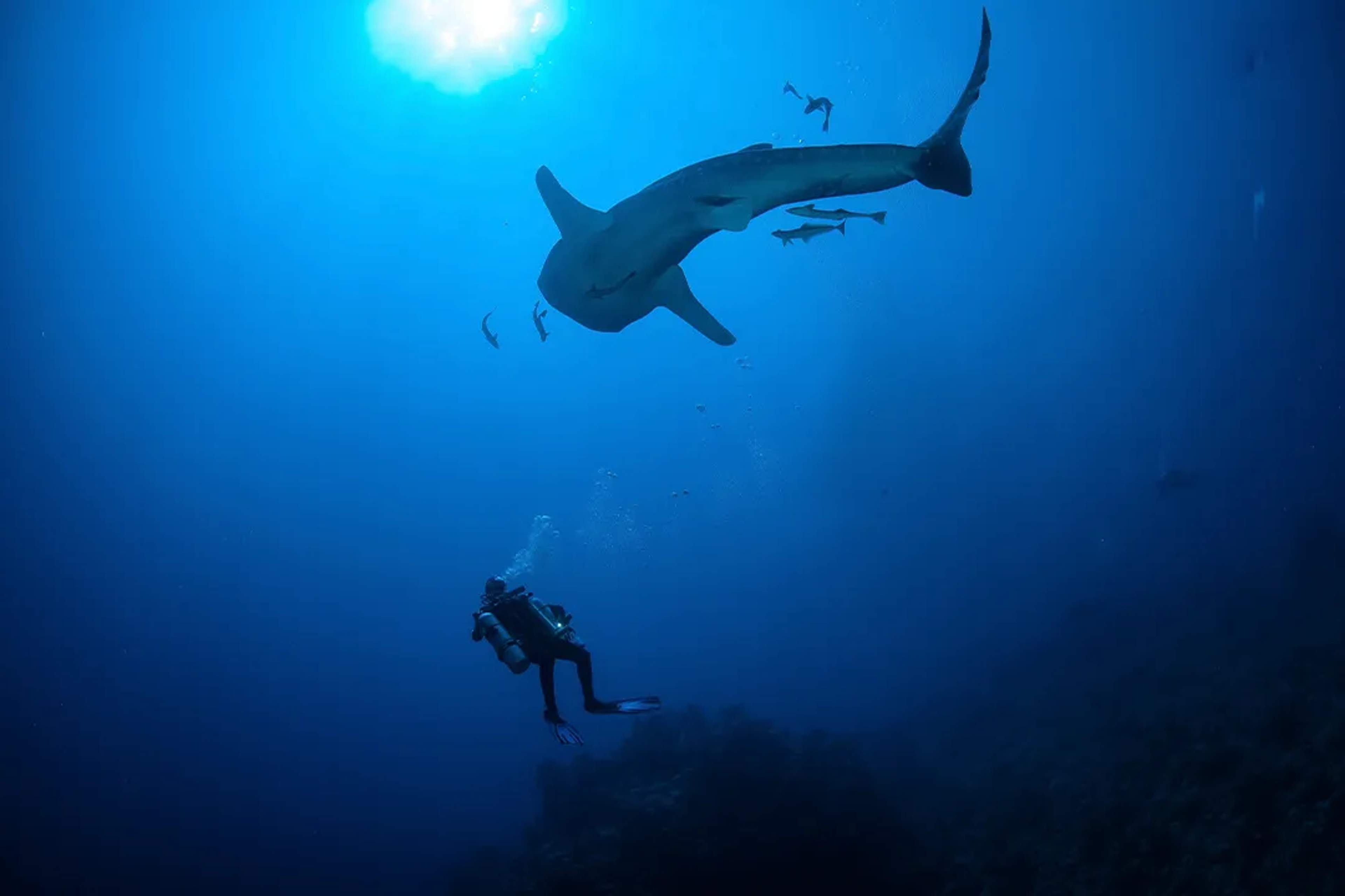 Are Whale Sharks Dangerous?