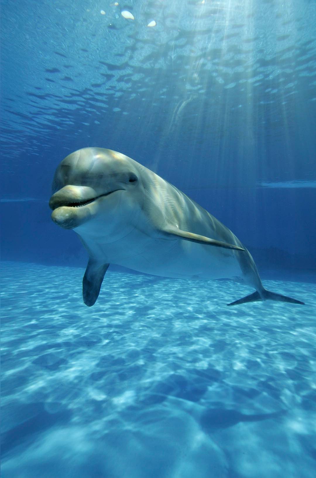 Close-up of a smiling dolphin underwater with sunlight streaming through.