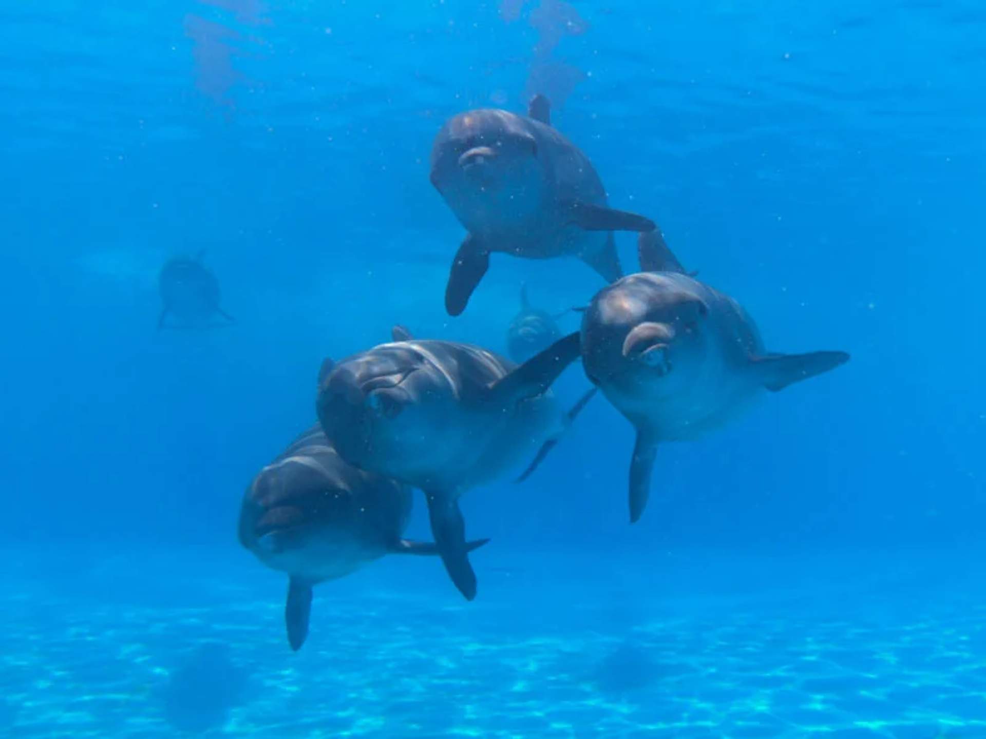 A group of five bottlenose dolphins swim together underwater in a clear blue ocean or aquarium. The dolphins are closely grouped, appearing playful and synchronized as they move through the water. The vibrant blue surroundings enhance the visibility of their sleek bodies and joyful expressions.