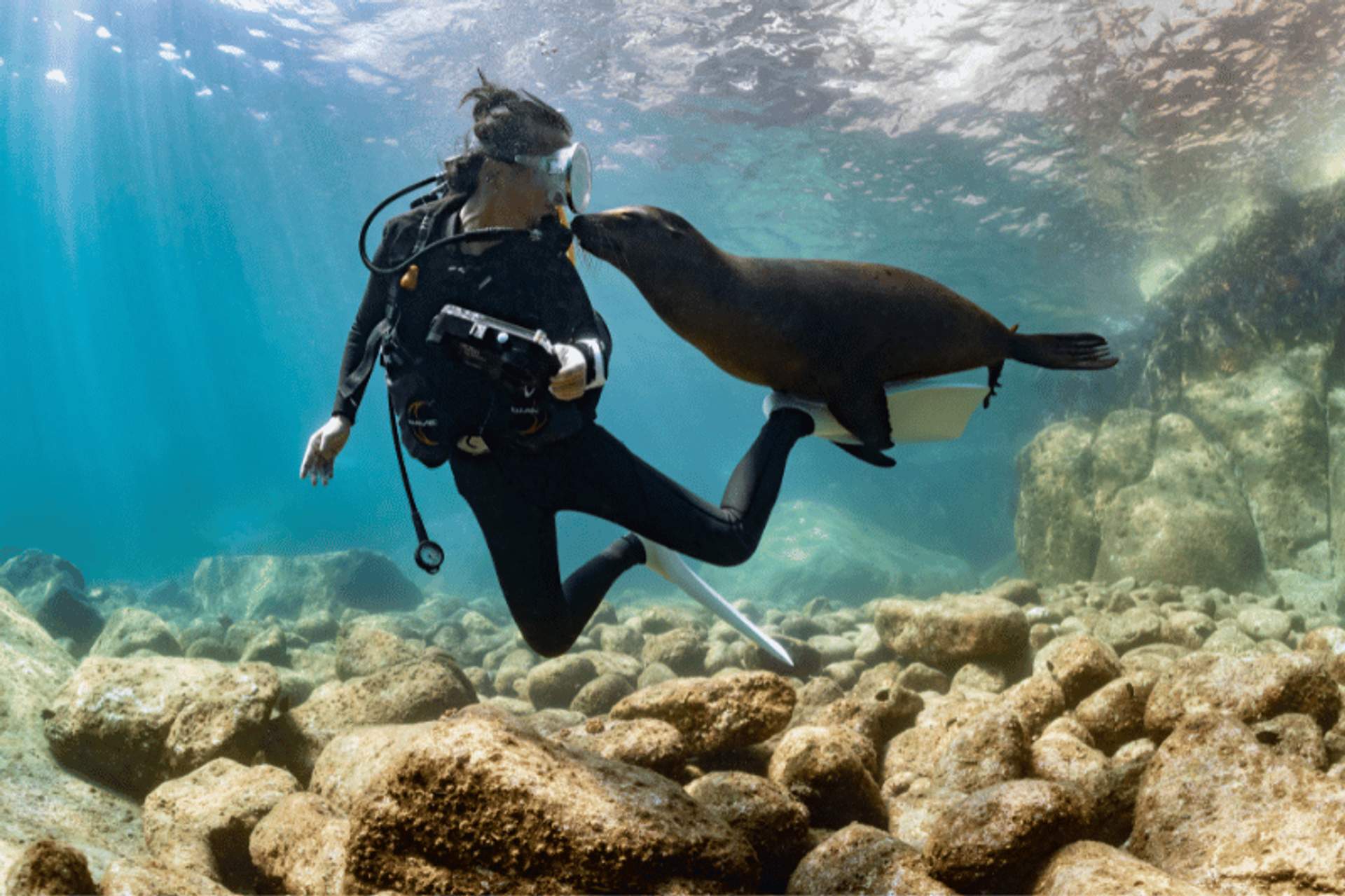 Diver underwater interacting with a sea lion in clear blue water, surrounded by rocks, both appearing playful and curious.