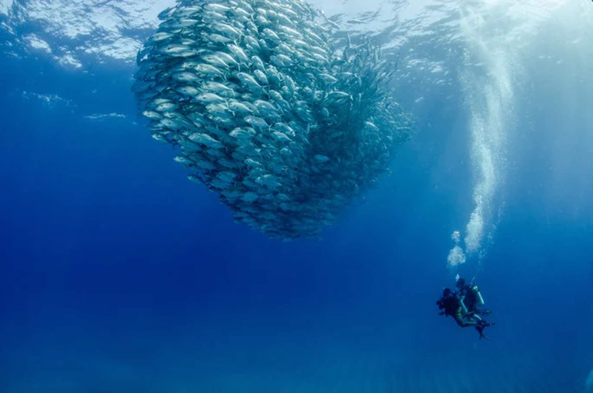 A pair of scuba divers exploring underwater near a large, tightly packed school of fish in the deep blue ocean. The fish form a swirling, dense formation, creating a mesmerizing underwater scene. Sunlight filters through the water, illuminating the divers and the aquatic life around them.