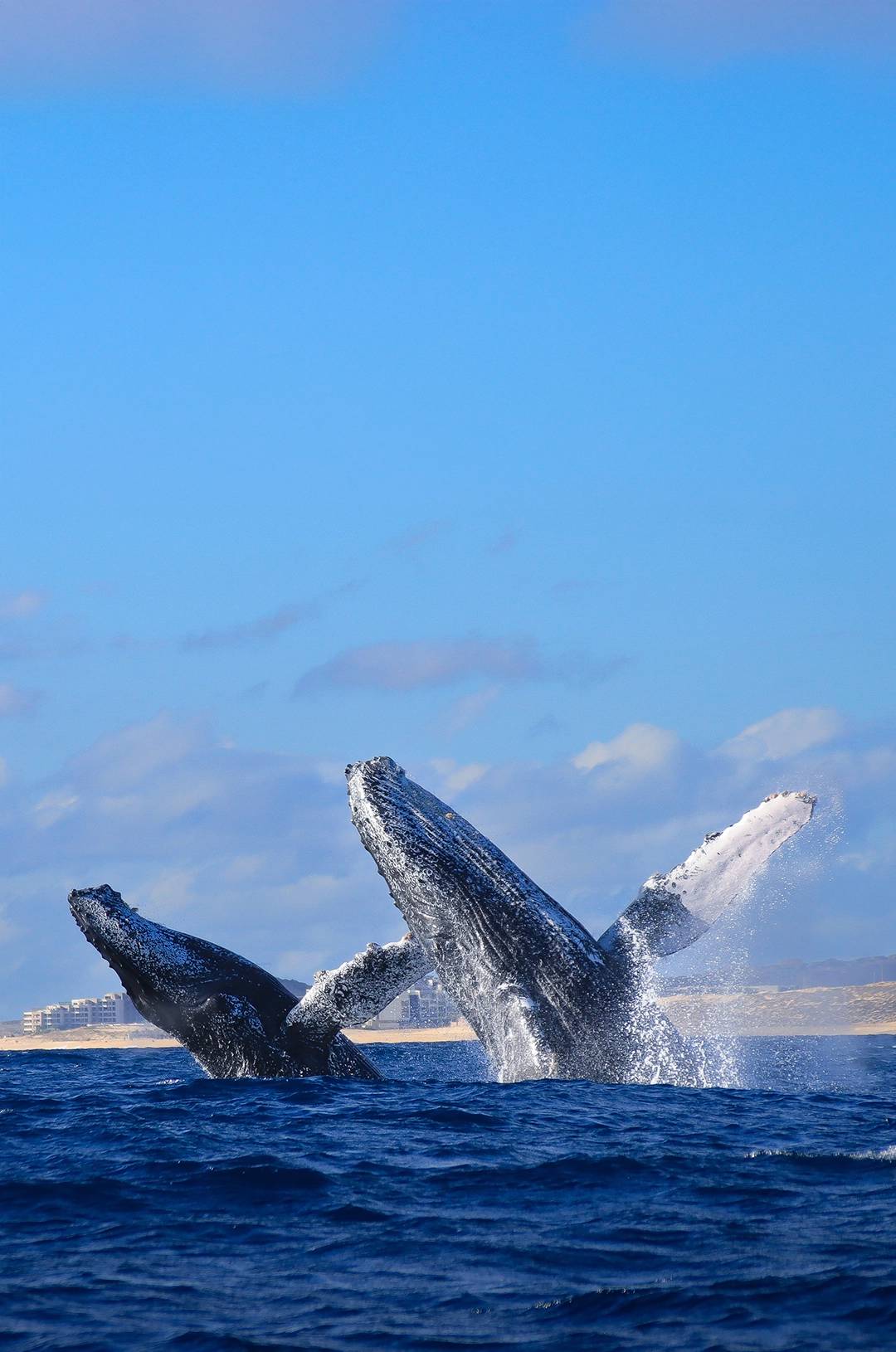 Two humpback whales breaching side by side in the ocean, with a clear sky and coastline in the background.