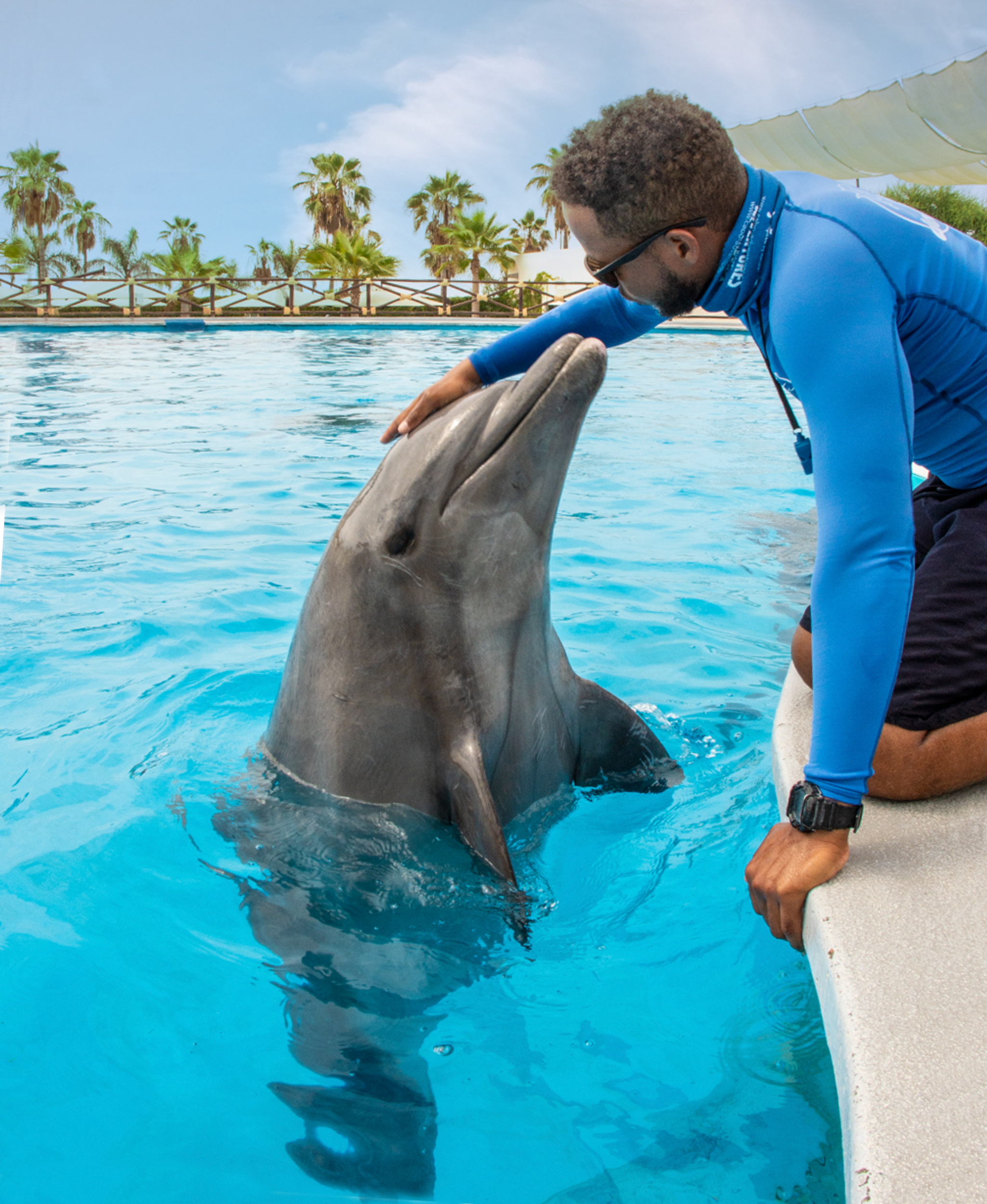A trainer in a blue wetsuit gently pats a dolphin on the head while kneeling at the edge of a bright blue pool. Palm trees and a wooden fence are visible in the background.