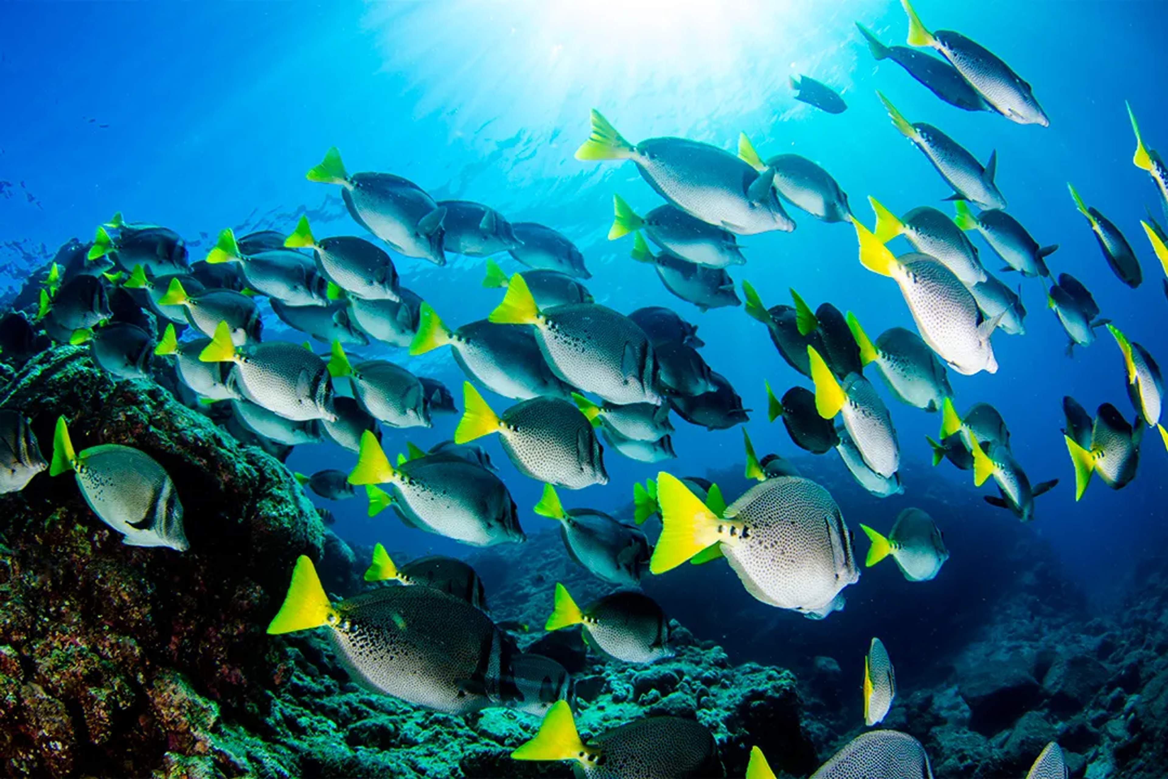 Yellow-tailed fish swim in a school in clear waters, illuminated by sunlight.