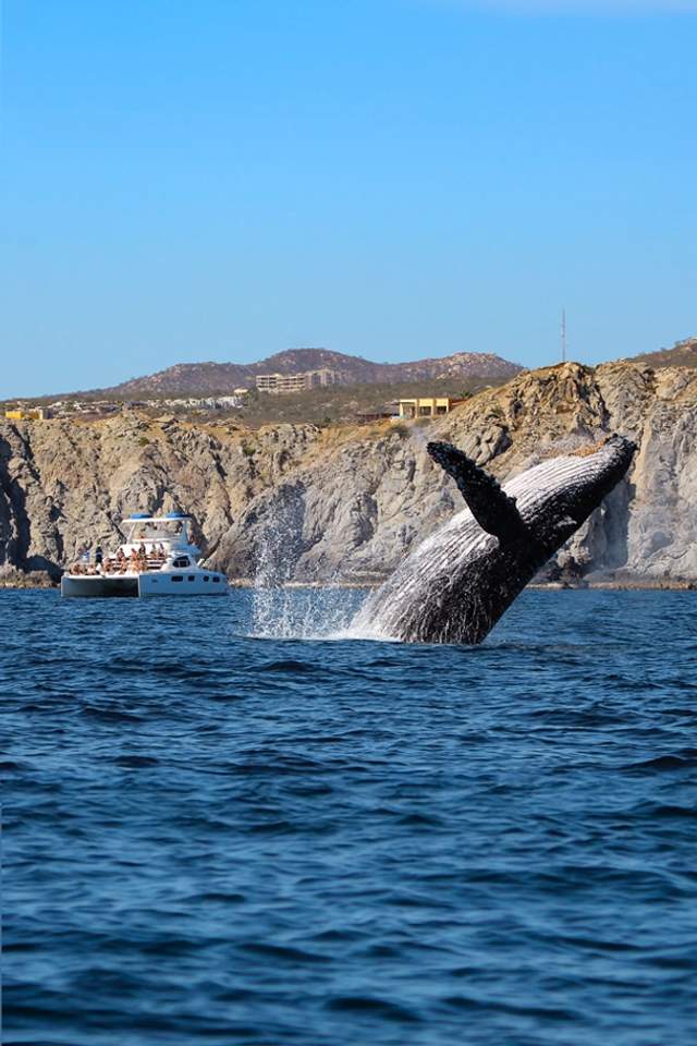 Humpback whale breaching near a boat with tourists, with rocky cliffs and blue sky in the background.