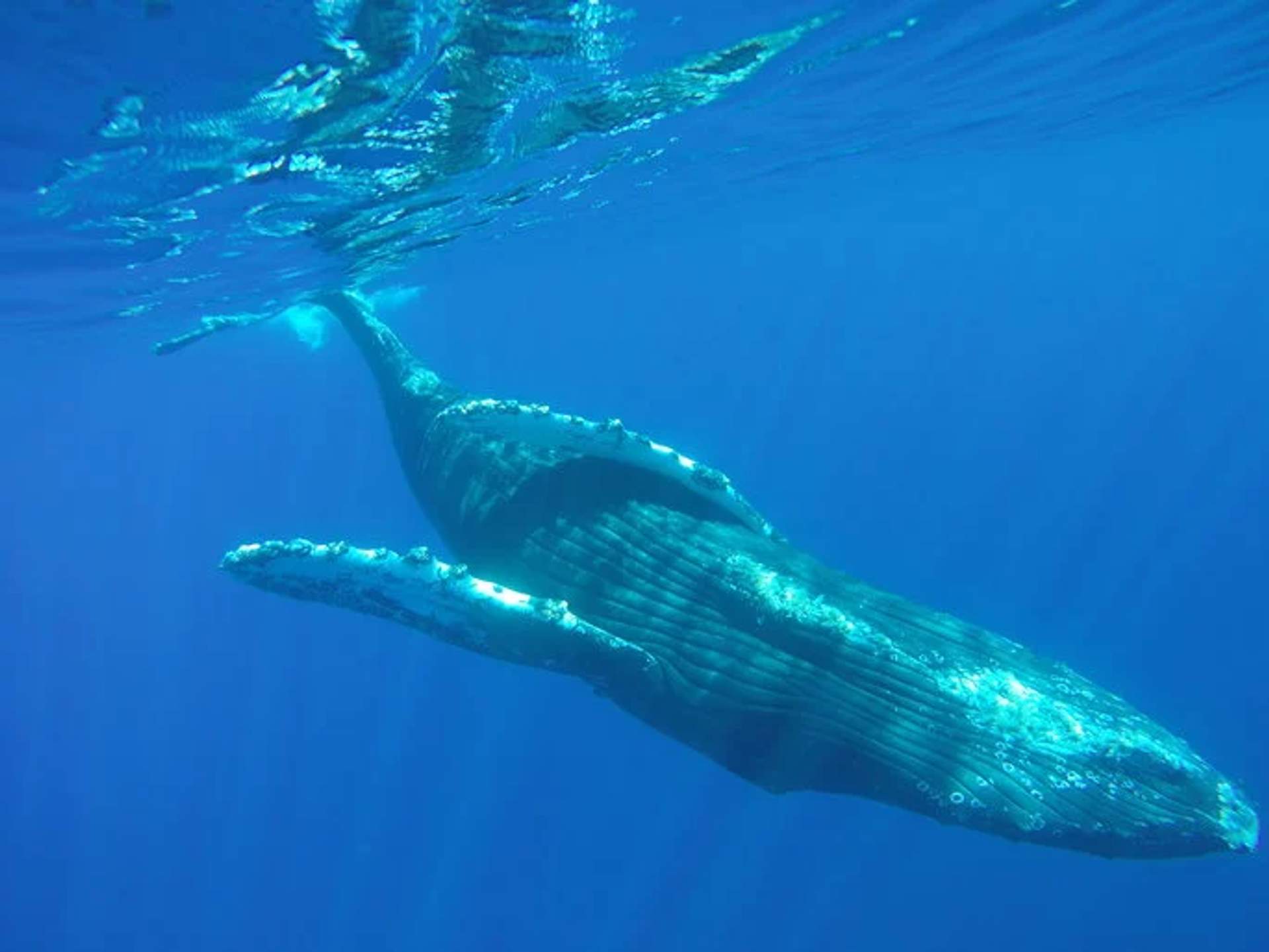 A humpback whale swims near the surface of the deep blue ocean, its large body and fins clearly visible underwater. The sunlight penetrates the water, illuminating the whale's textured skin and creating a serene and majestic scene.