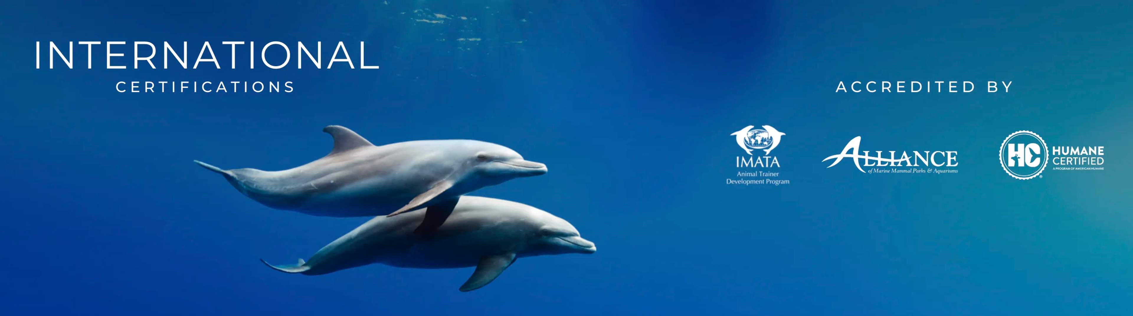 Two dolphins swim against a blue background beside text "International Certifications" and logos for IMATA, Alliance, and Humane Certified.
