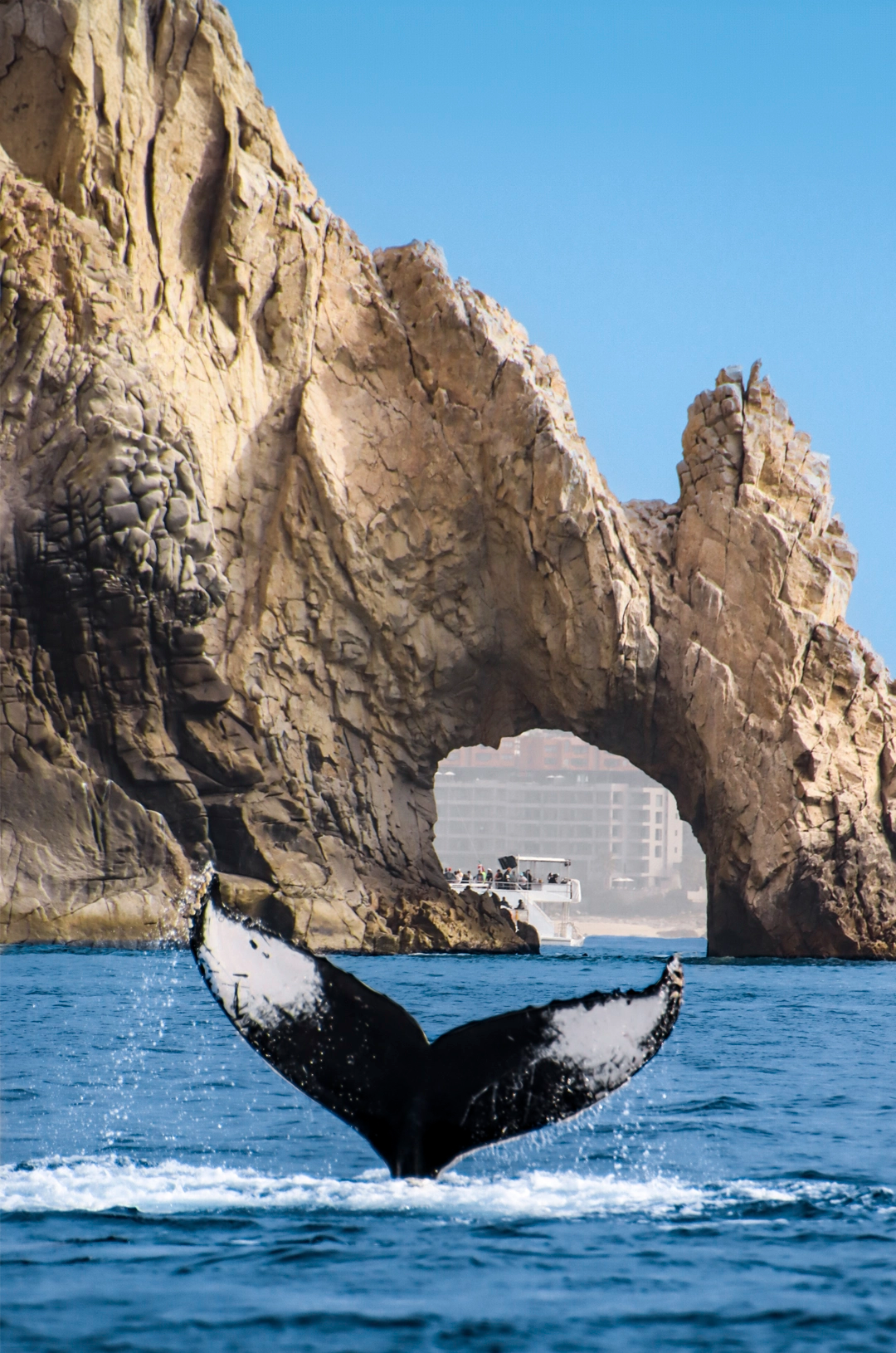 Whale watching in Cabo with a whale tail near the iconic Arch.