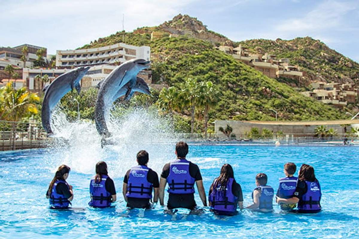 A group of people wearing life vests watching two dolphins leap out of the water in an outdoor pool in Cabo.