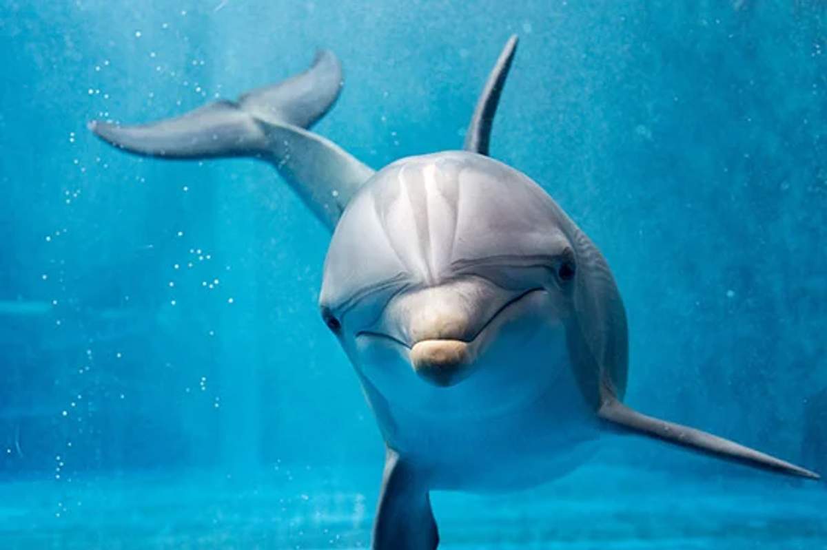 A dolphin swimming underwater, facing the camera, showcasing its friendly and curious nature.