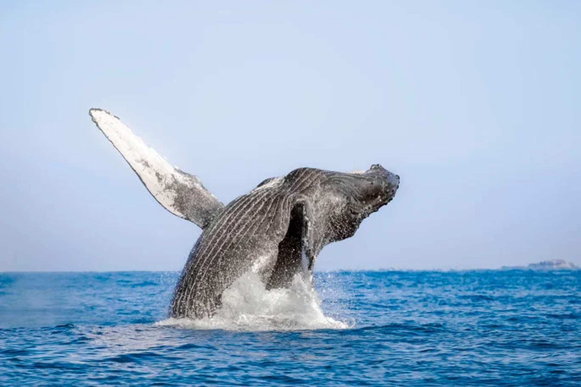 A majestic humpback whale breaching the ocean's surface, its massive body partially out of the water with one fin extended. The whale creates a splash against the deep blue sea, set against a clear sky. This dynamic scene captures the power and grace of this magnificent marine mammal.