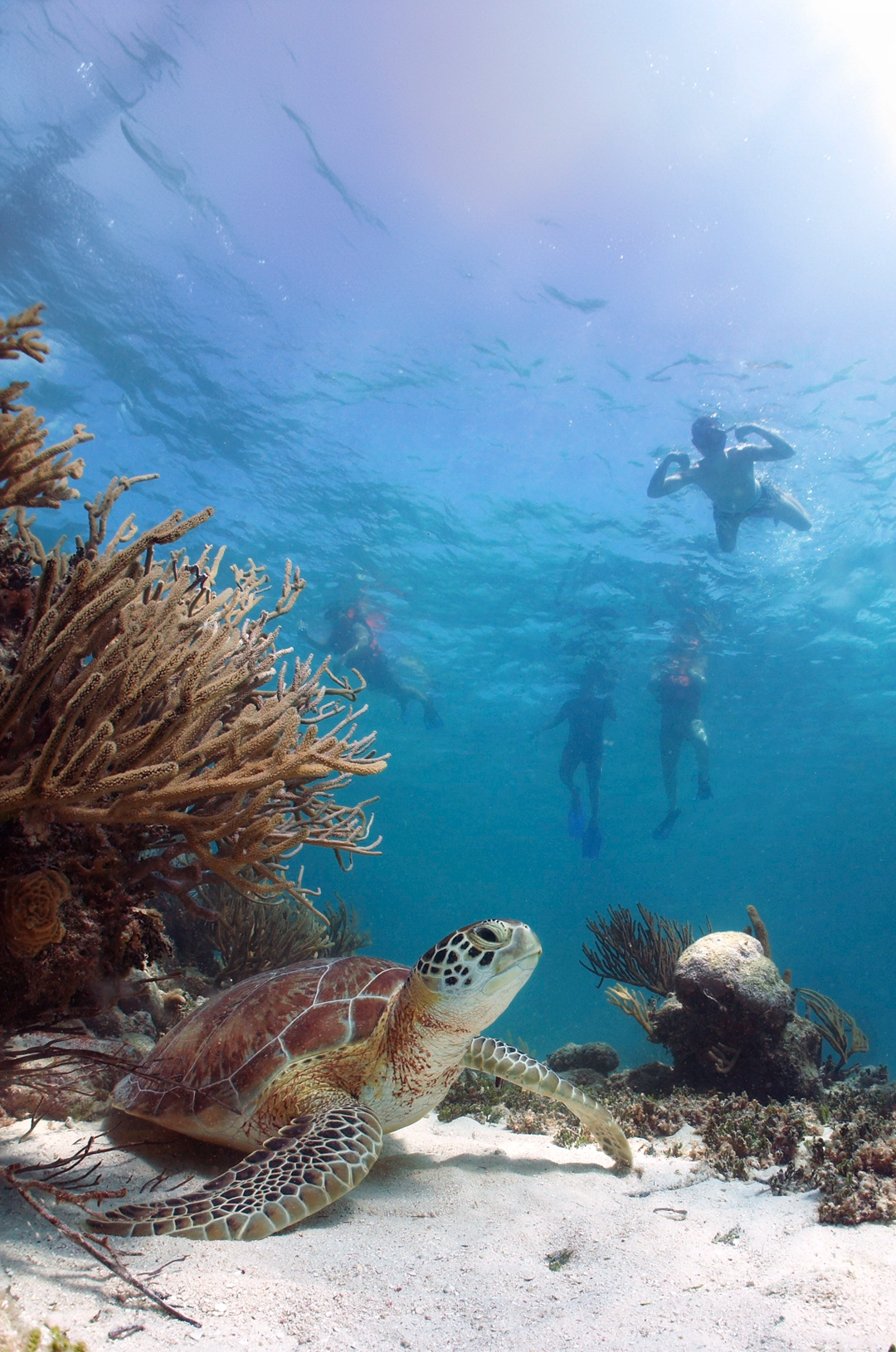 A sea turtle rests on the ocean floor near a coral reef, while four snorkelers swim above in clear blue water.