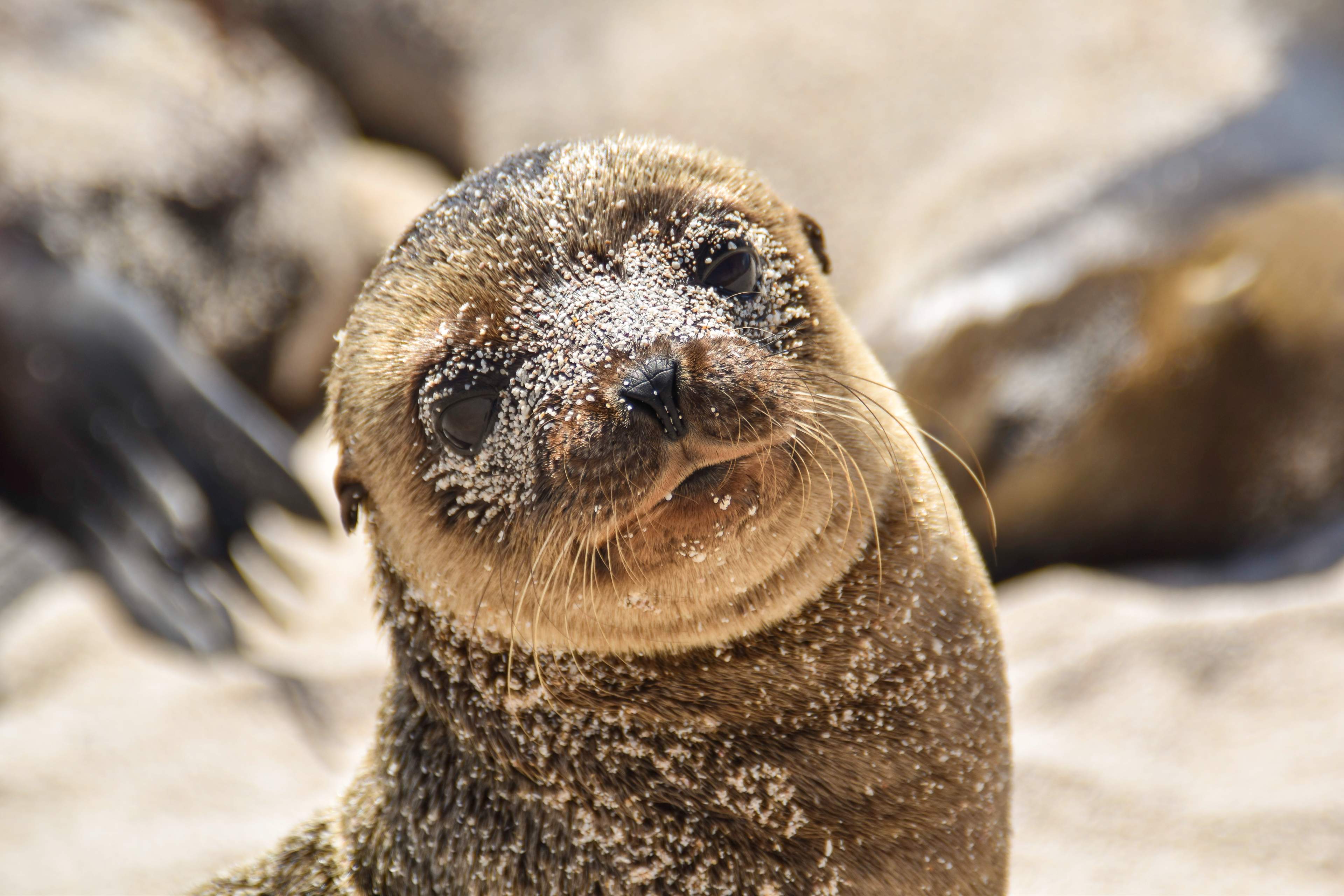 Close-up of a young seal covered in sand, gazing with a curious expression on a sunny beach.